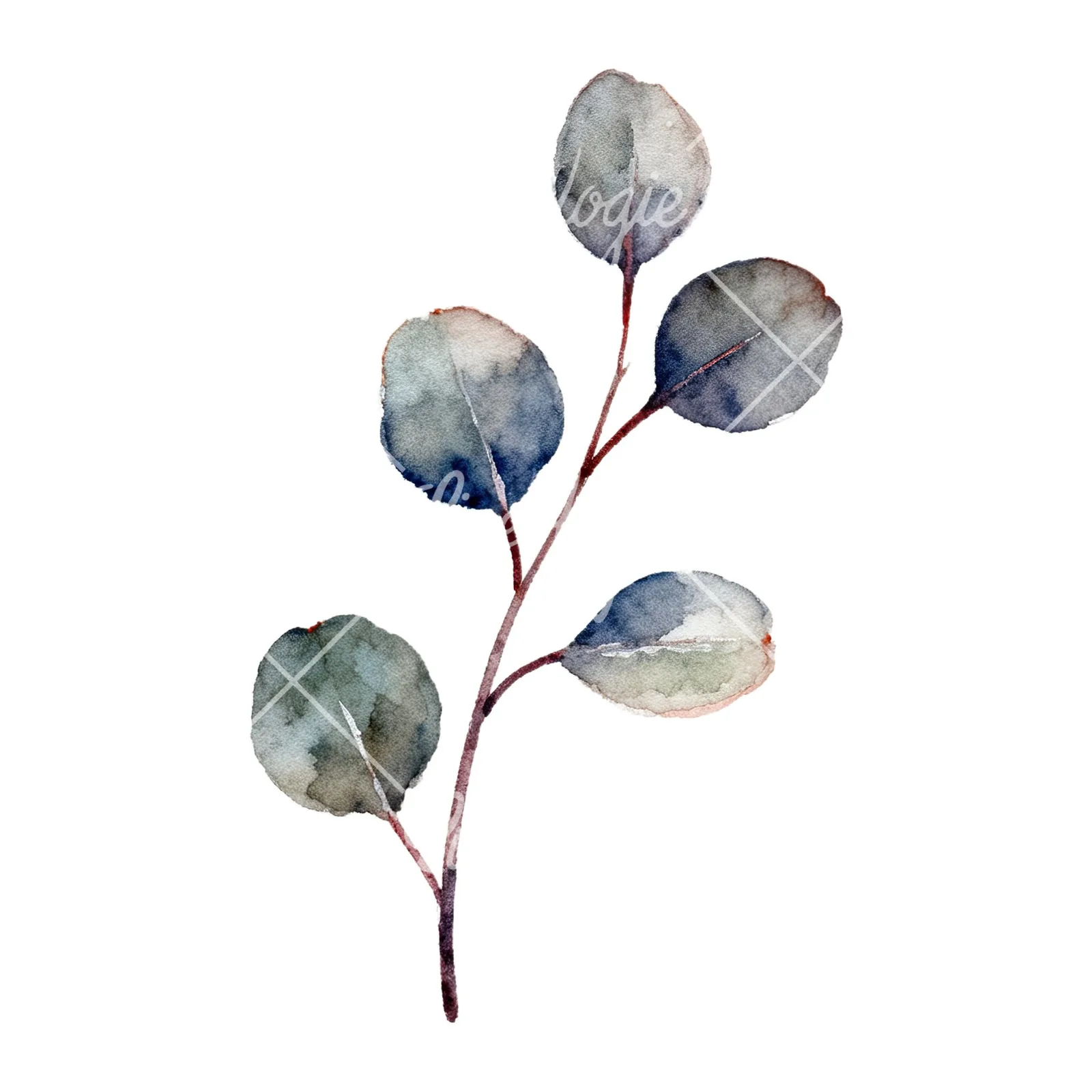 Watercolor eucalyptus branch flower clipart 7 of 9 on a white background (JPG)