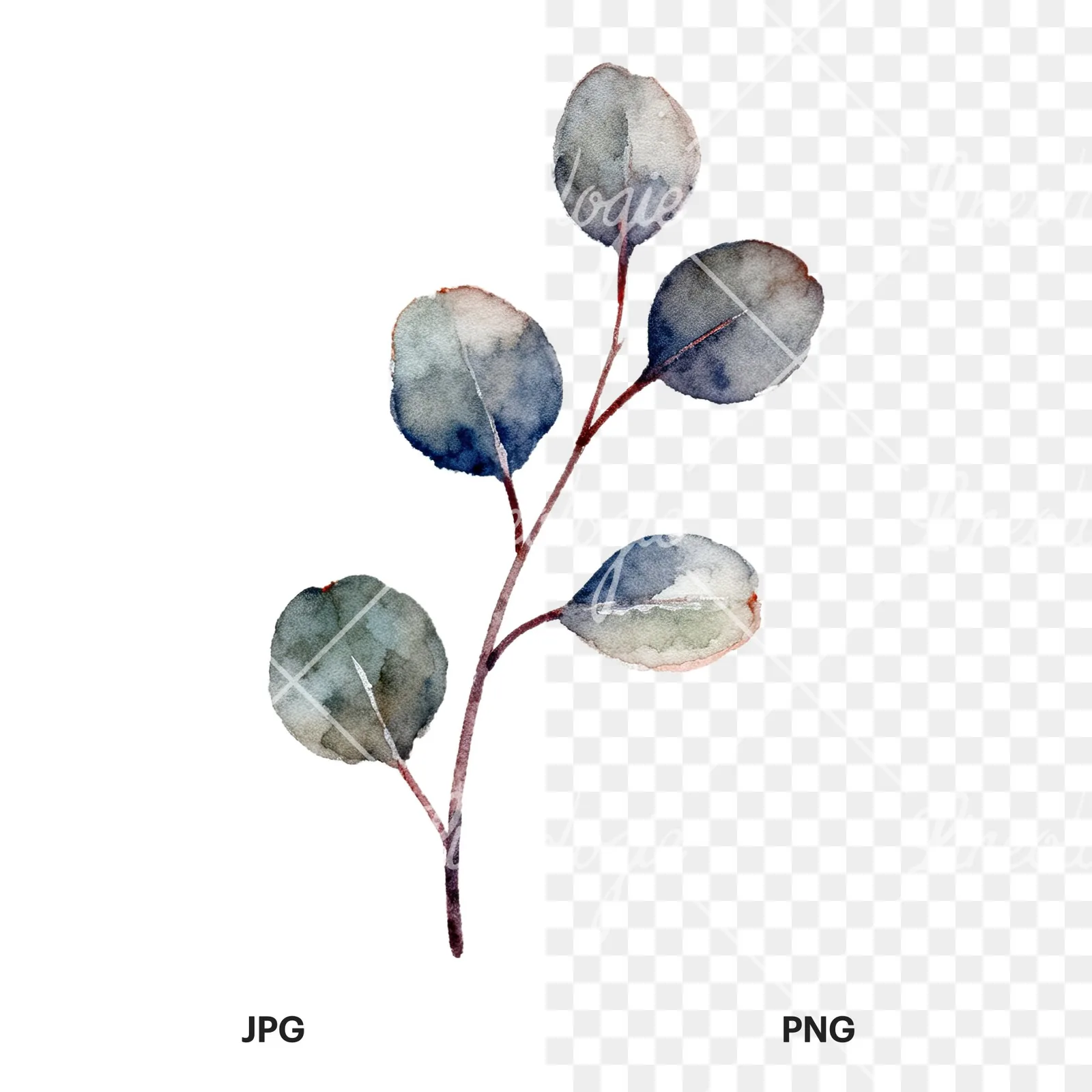 Watercolor eucalyptus branch flower clipart 7 of 9, as a JPG on white and a transparent PNG