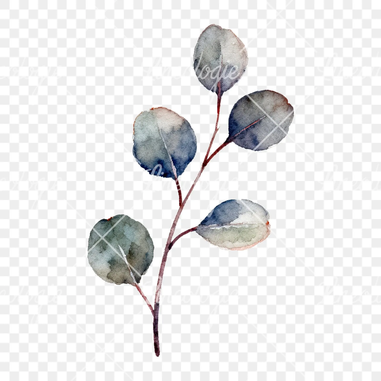 Watercolor eucalyptus branch flower clipart 7 of 9 on a transparent background (PNG)