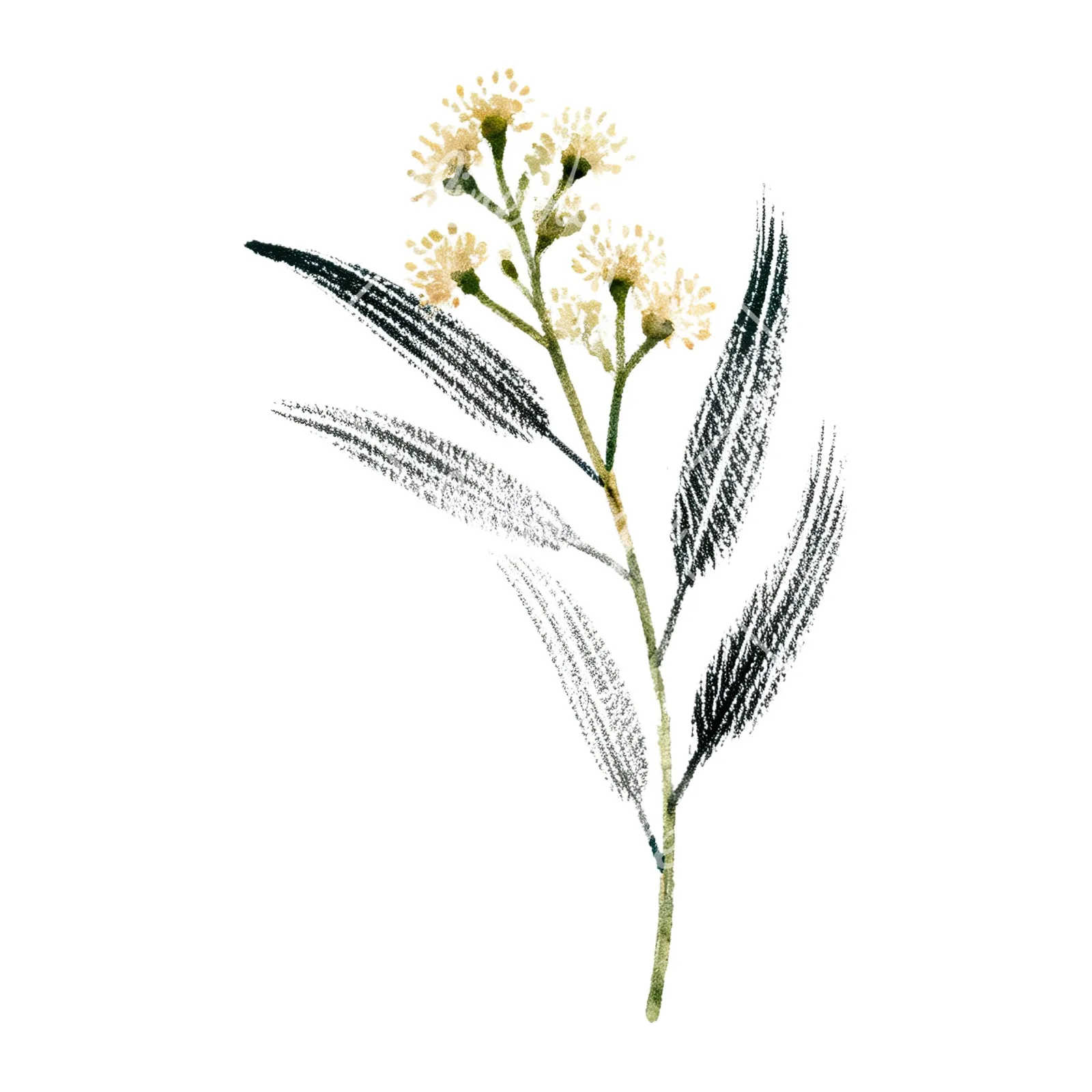Watercolor eucalyptus branch flower clipart 8 of 9 on a white background (JPG)
