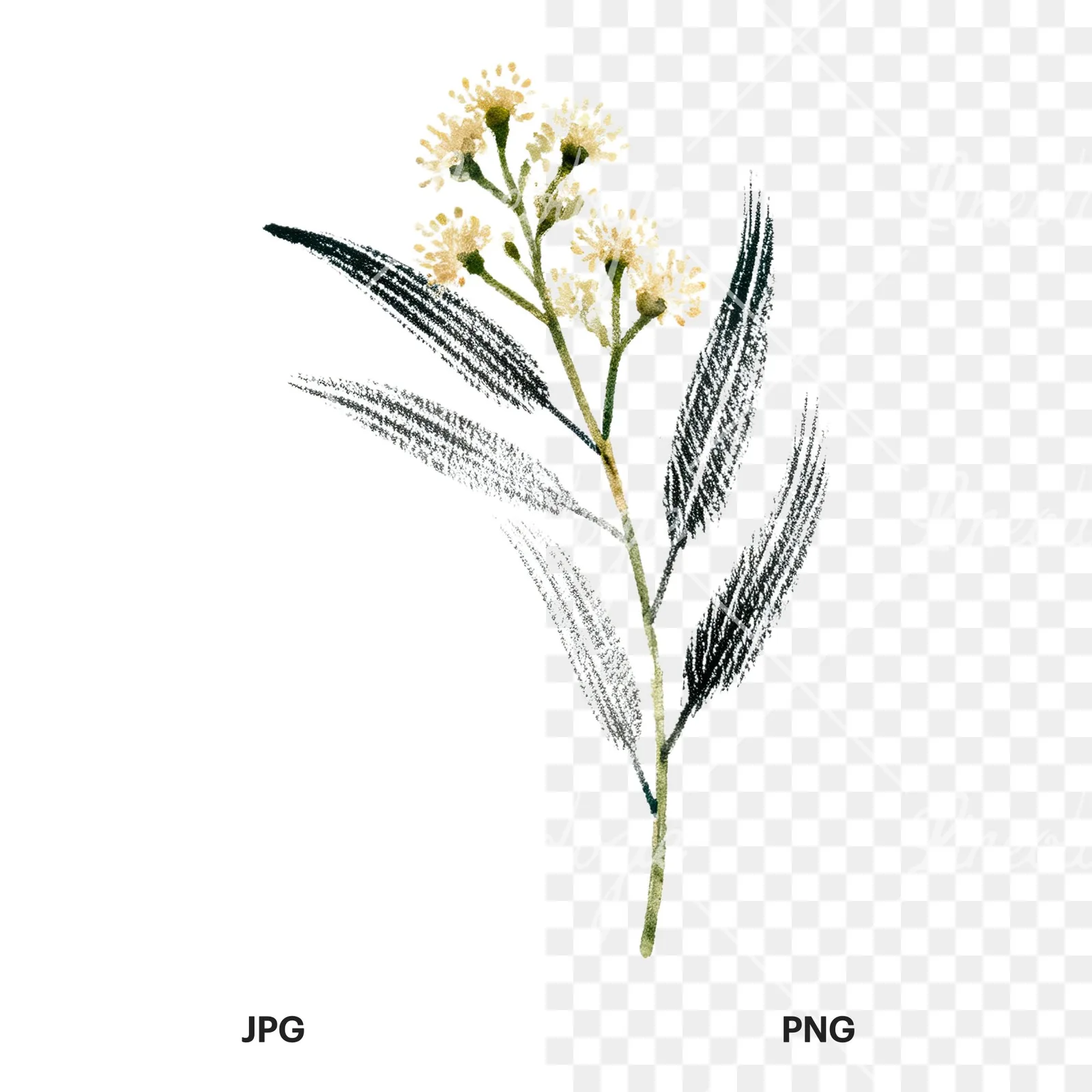 Watercolor eucalyptus branch flower clipart 8 of 9, as a JPG on white and a transparent PNG