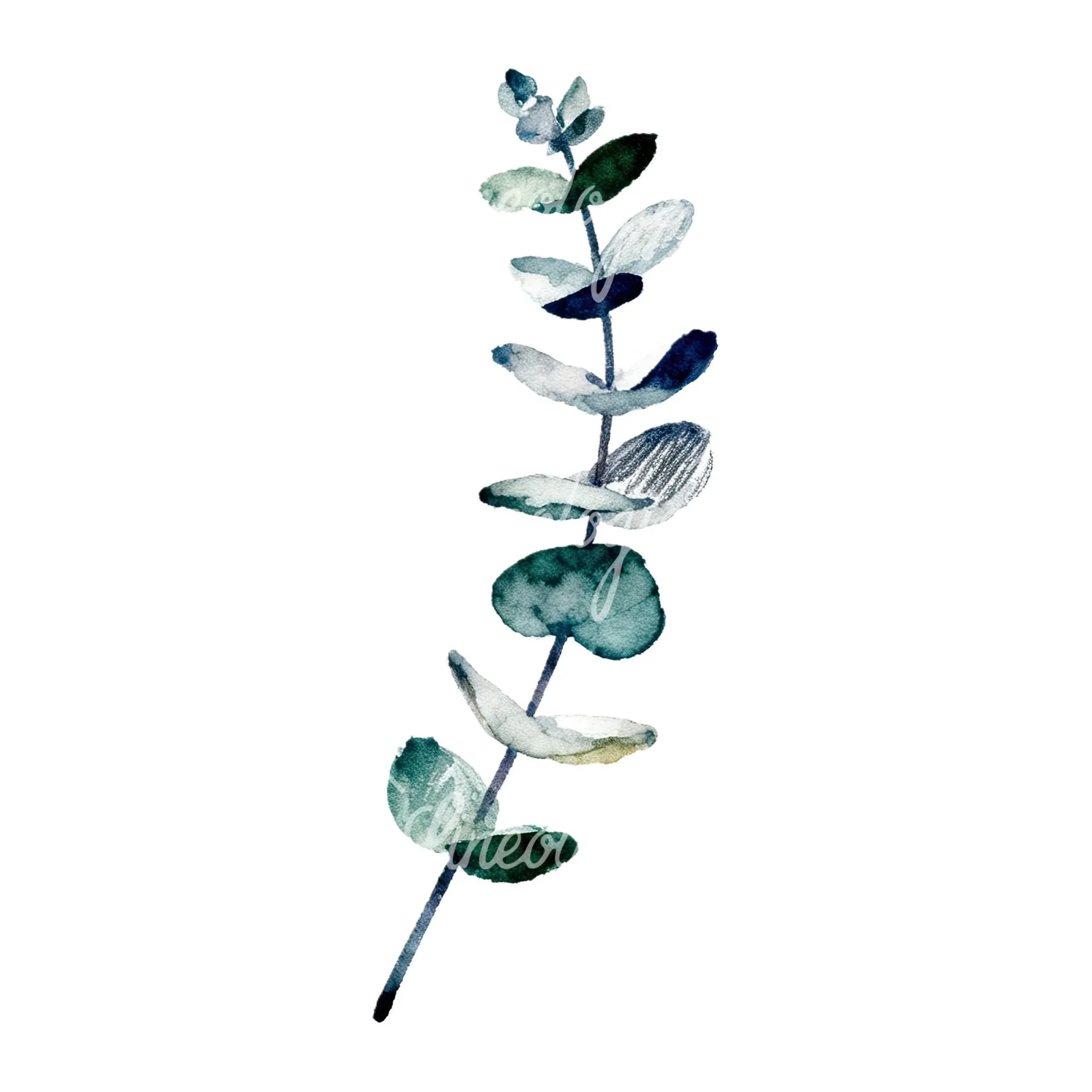 Watercolor eucalyptus branch flower clipart 9 of 9 on a white background (JPG)