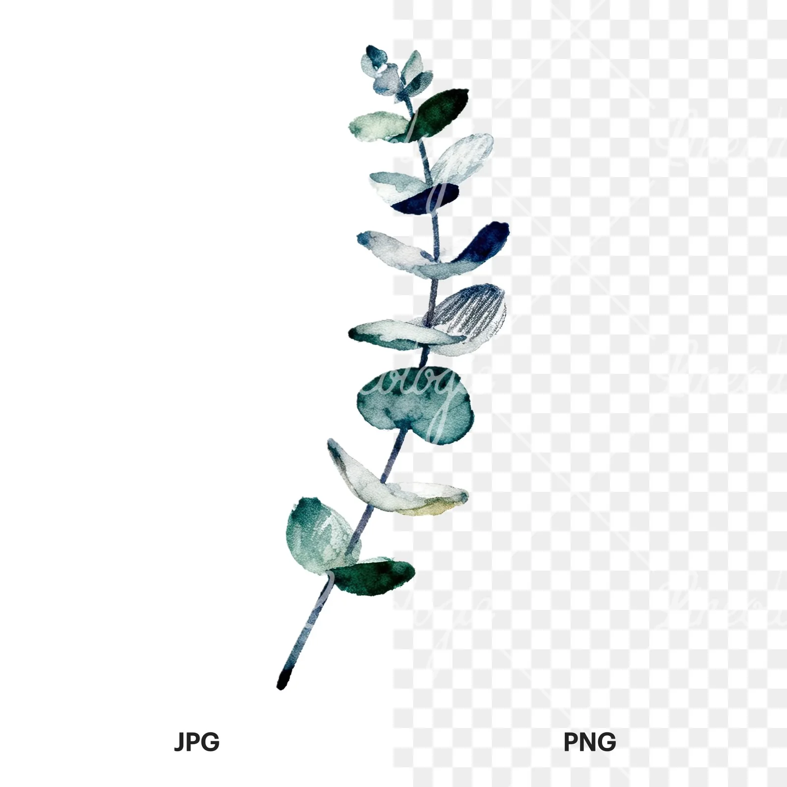Watercolor eucalyptus branch flower clipart 9 of 9, as a JPG on white and a transparent PNG