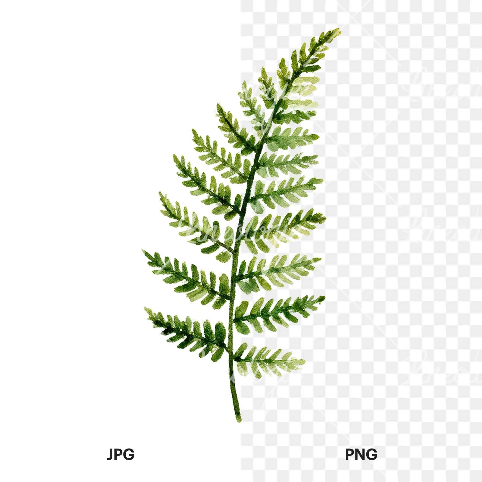 Watercolor fern branch leaf clipart 1 of 9, as a JPG on white and a transparent PNG