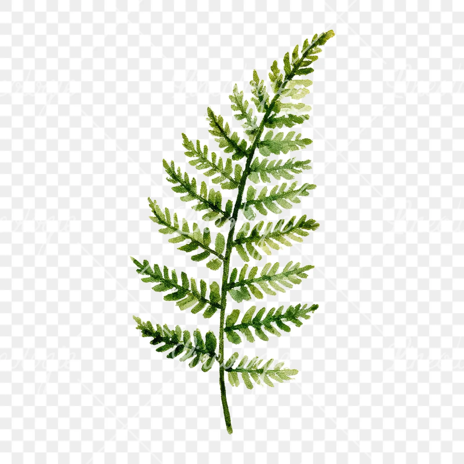 Watercolor fern branch leaf clipart 1 of 9 on a transparent background (PNG)
