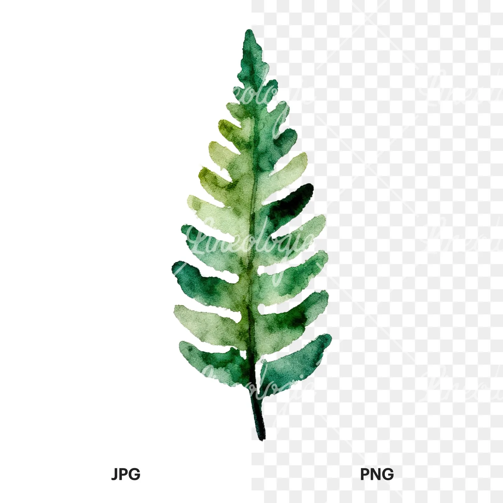 Watercolor fern branch leaf clipart 2 of 9, as a JPG on white and a transparent PNG