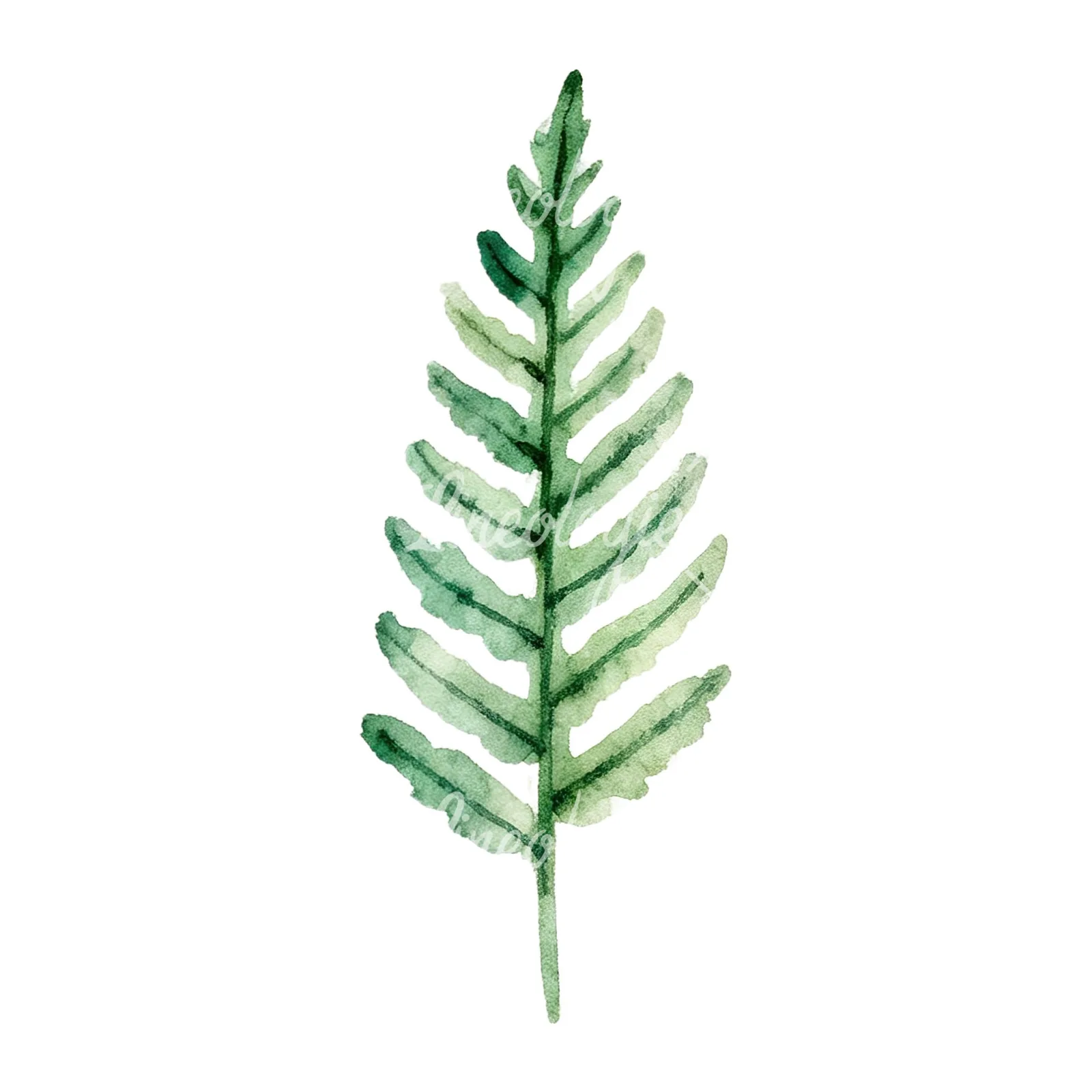 Watercolor fern branch leaf clipart 3 of 9 on a white background (JPG)