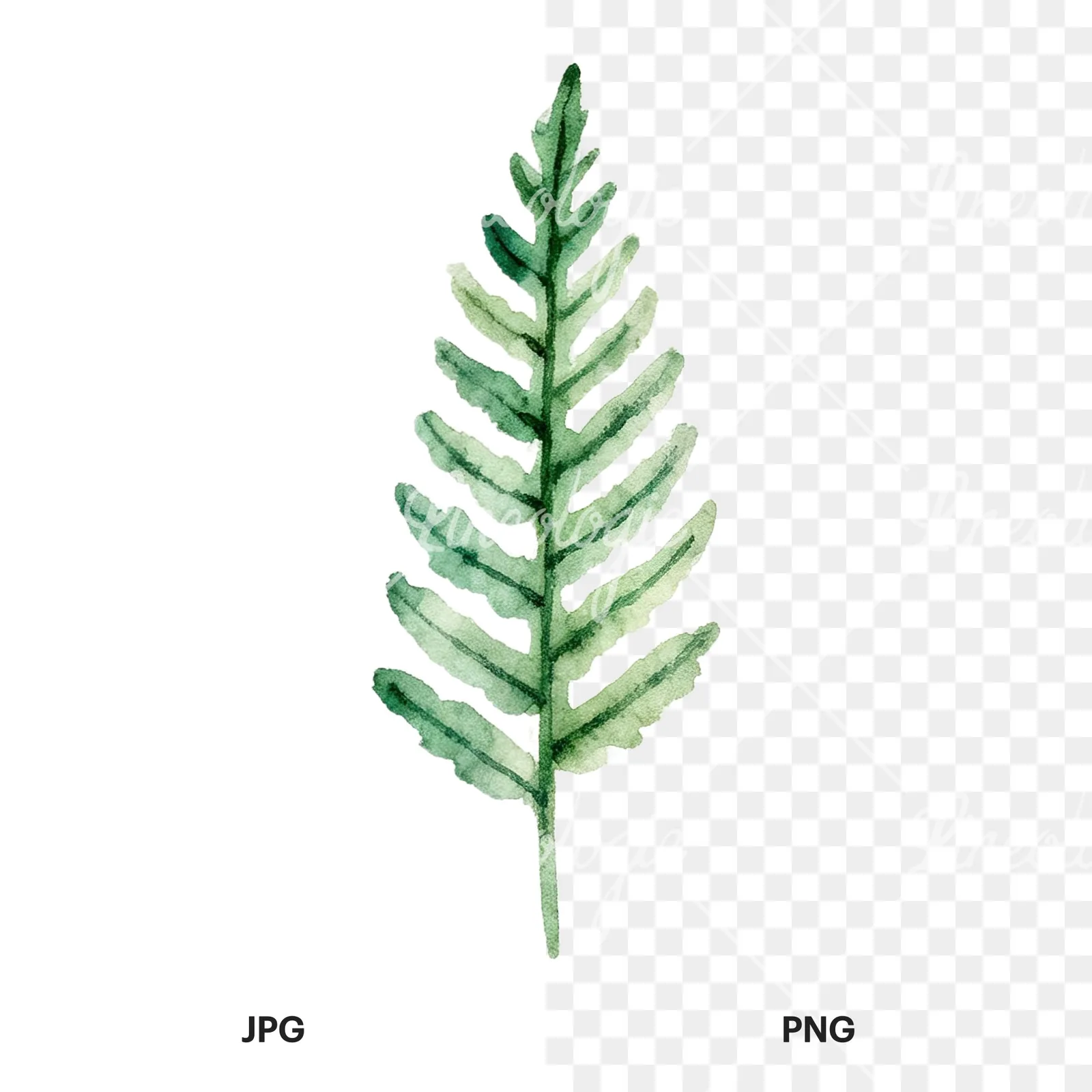 Watercolor fern branch leaf clipart 3 of 9, as a JPG on white and a transparent PNG