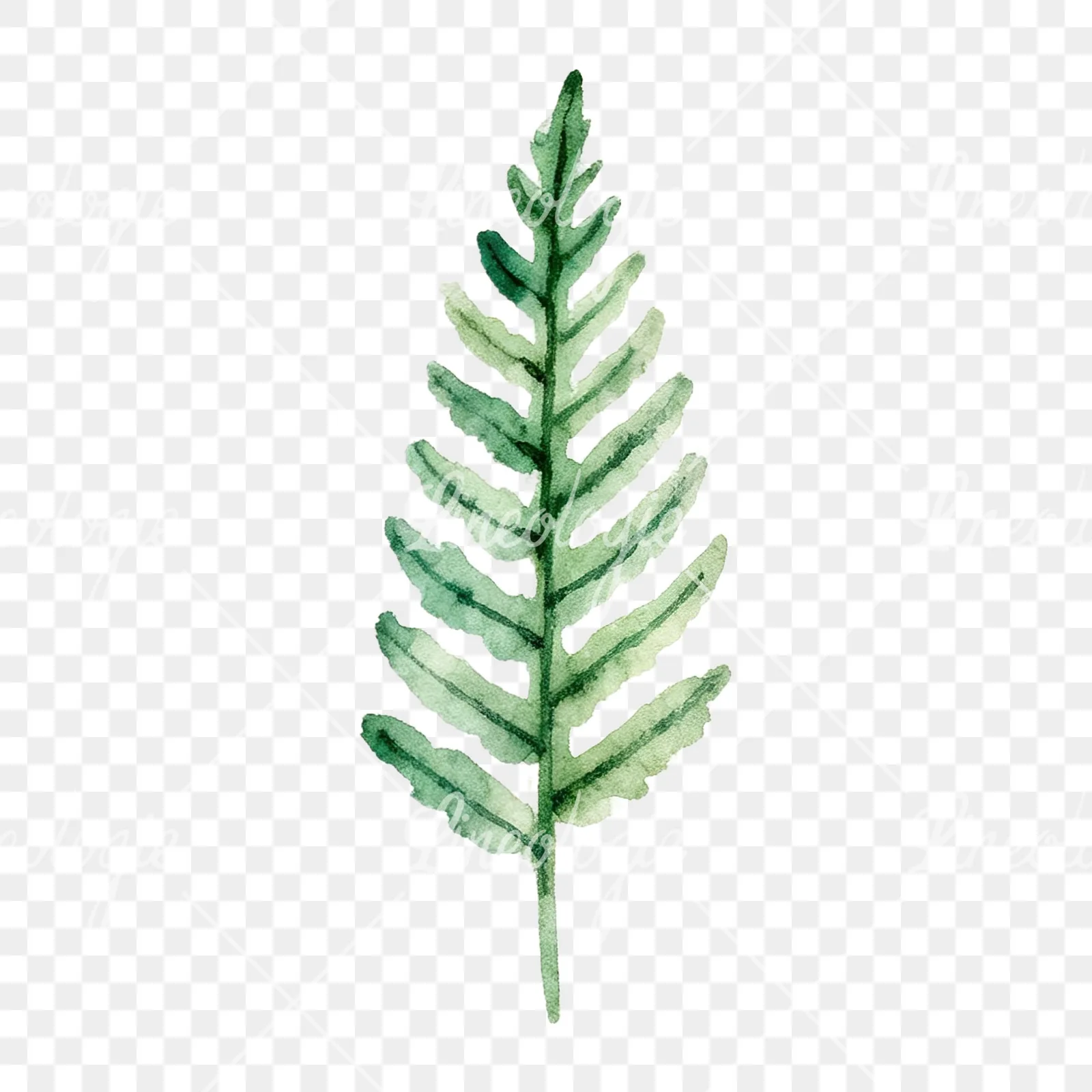Watercolor fern branch leaf clipart 3 of 9 on a transparent background (PNG)