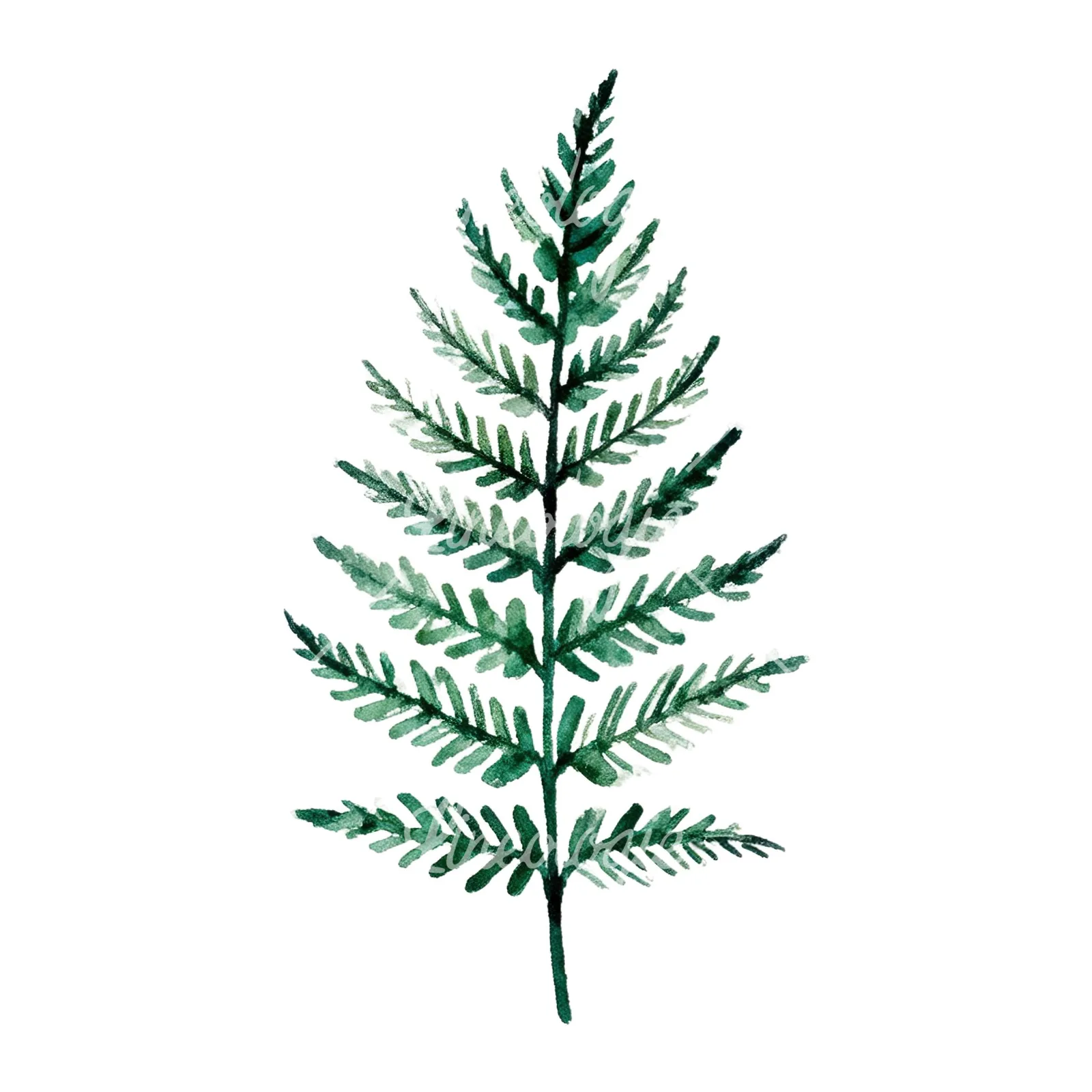 Watercolor fern branch leaf clipart 4 of 9 on a white background (JPG)