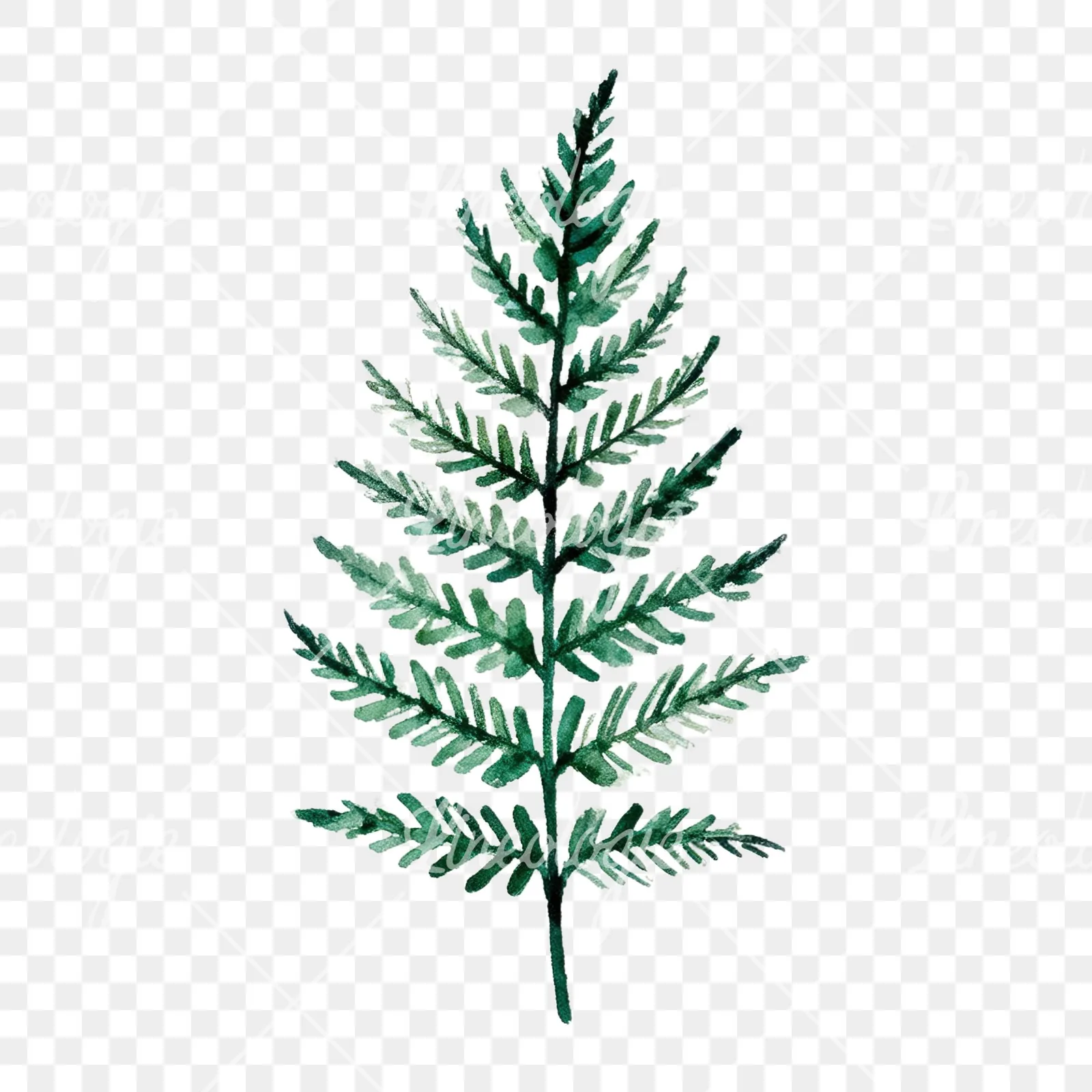 Watercolor fern branch leaf clipart 4 of 9 on a transparent background (PNG)