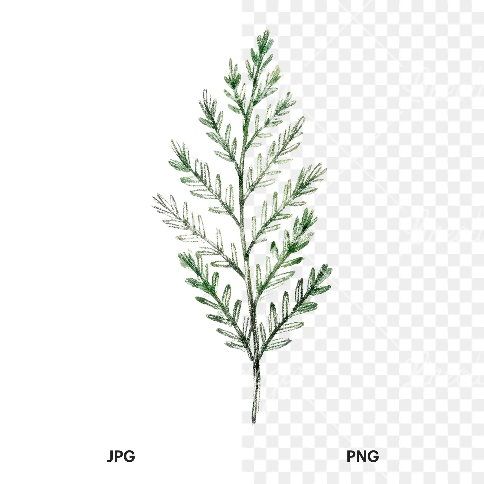 Watercolor fern branch leaf clipart 5 of 9, as a JPG on white and a transparent PNG