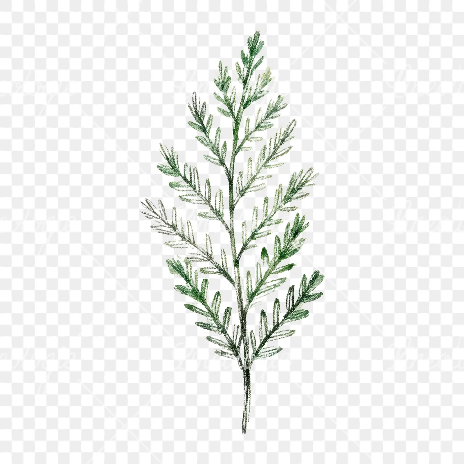 Watercolor fern branch leaf clipart 5 of 9 on a transparent background (PNG)