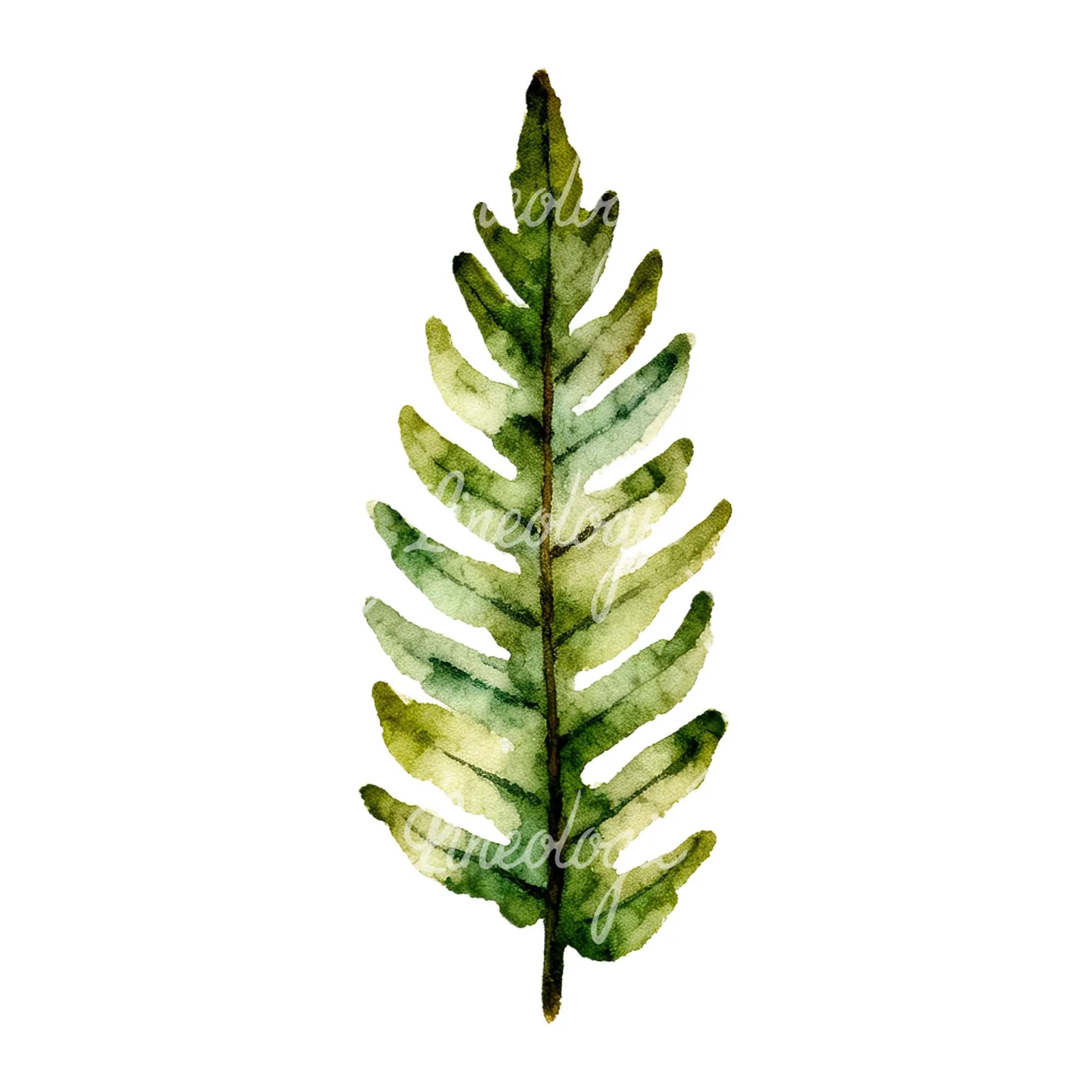 Watercolor fern branch leaf clipart 6 of 9 on a white background (JPG)