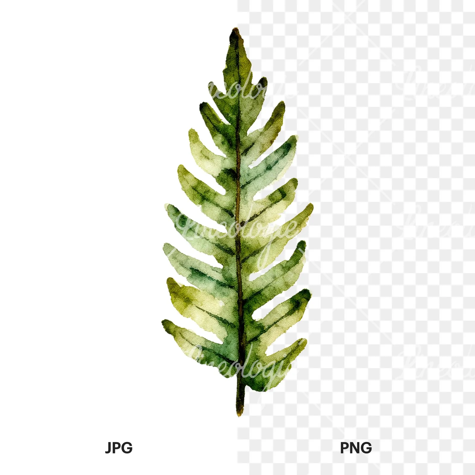 Watercolor fern branch leaf clipart 6 of 9, as a JPG on white and a transparent PNG