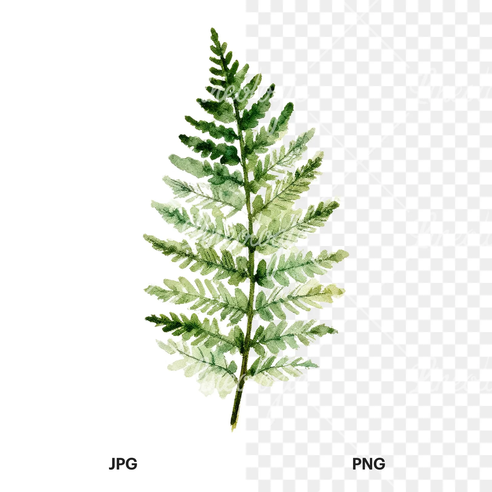 Watercolor fern branch leaf clipart 7 of 9, as a JPG on white and a transparent PNG