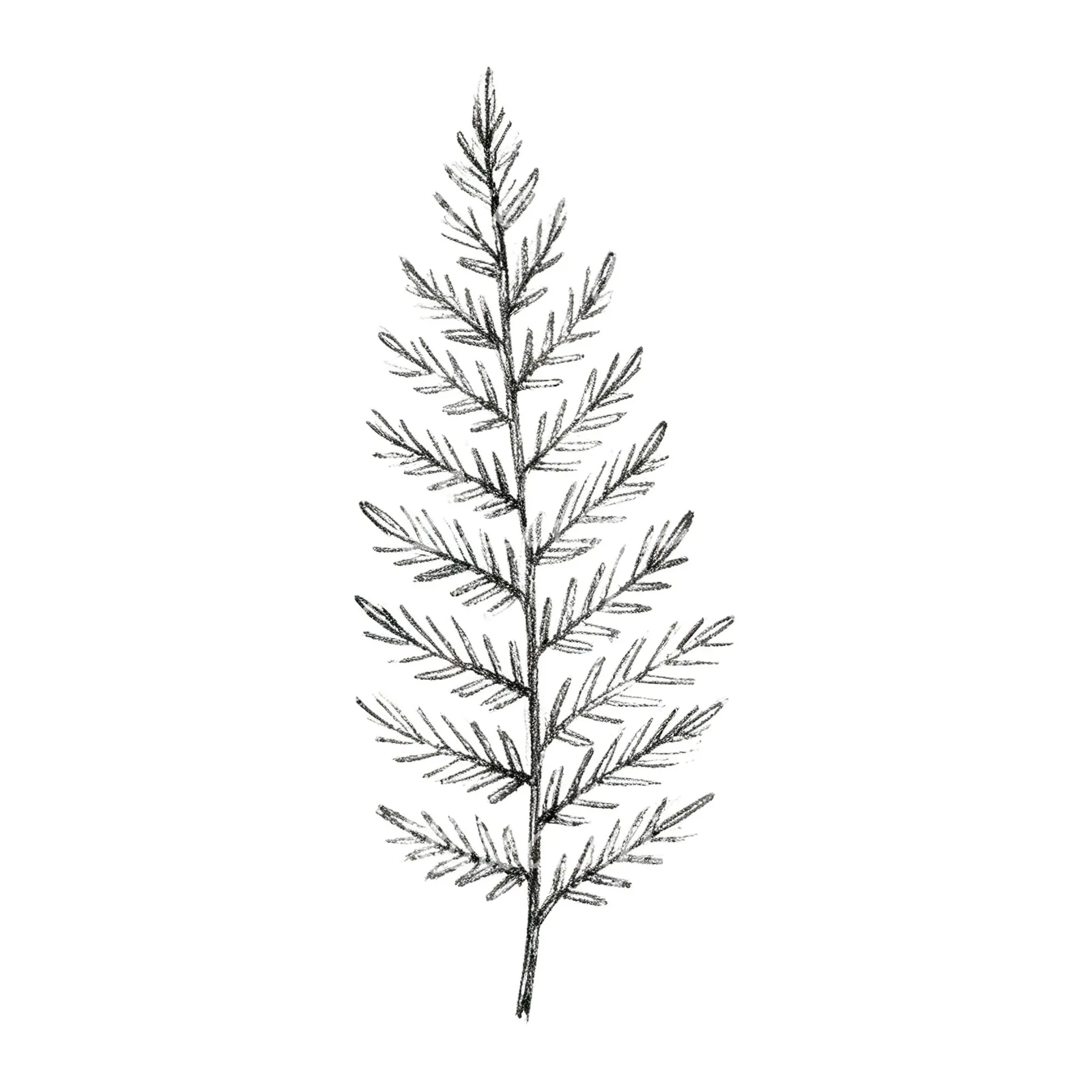 Watercolor fern branch leaf clipart 8 of 9 on a white background (JPG)