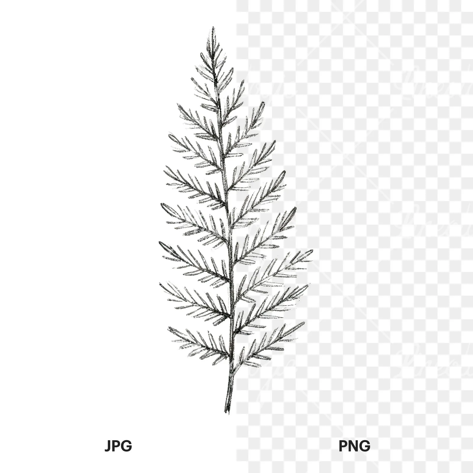 Watercolor fern branch leaf clipart 8 of 9, as a JPG on white and a transparent PNG