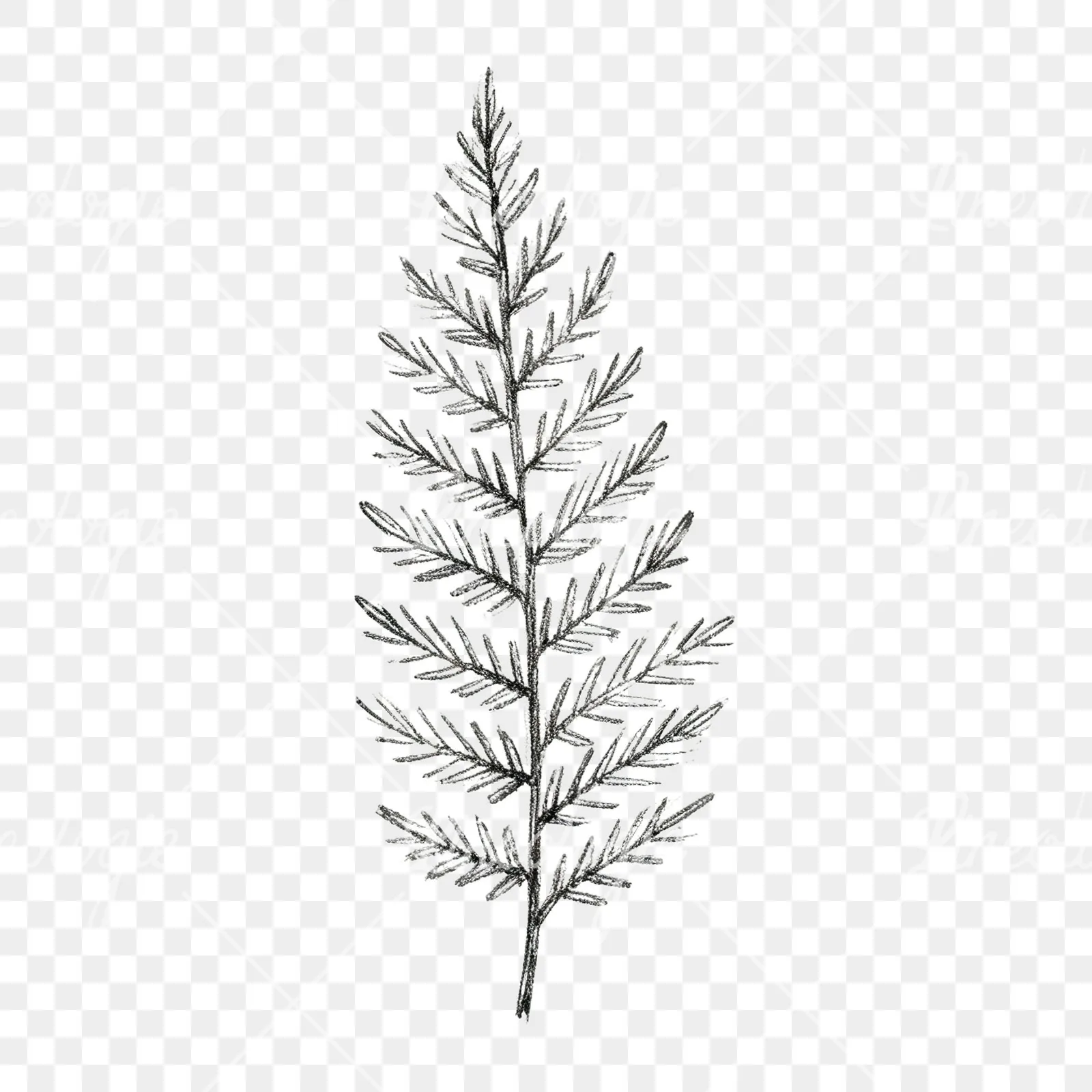 Watercolor fern branch leaf clipart 8 of 9 on a transparent background (PNG)