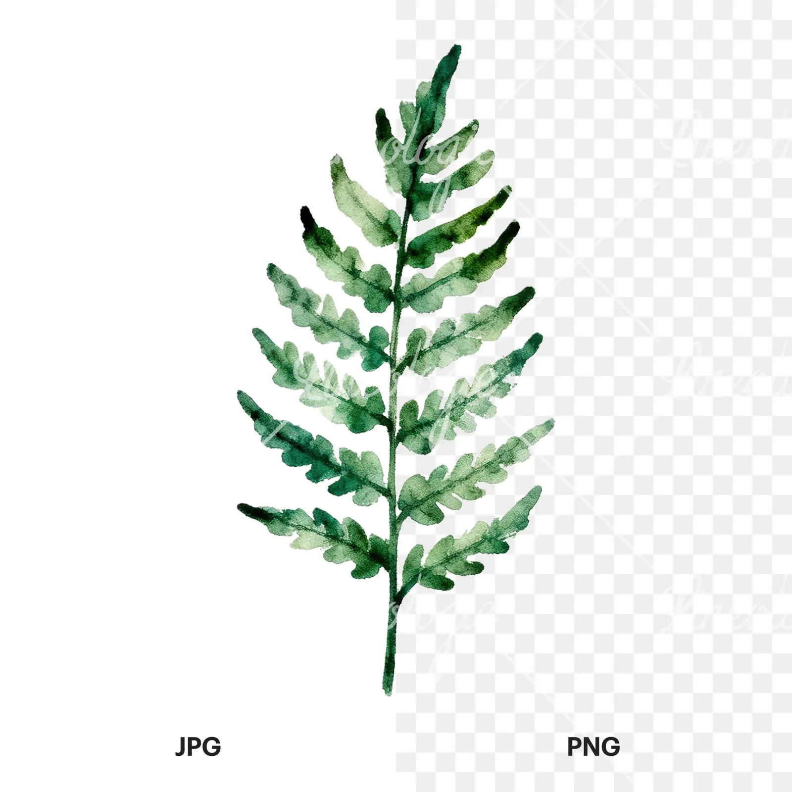Watercolor fern branch leaf clipart 9 of 9, as a JPG on white and a transparent PNG