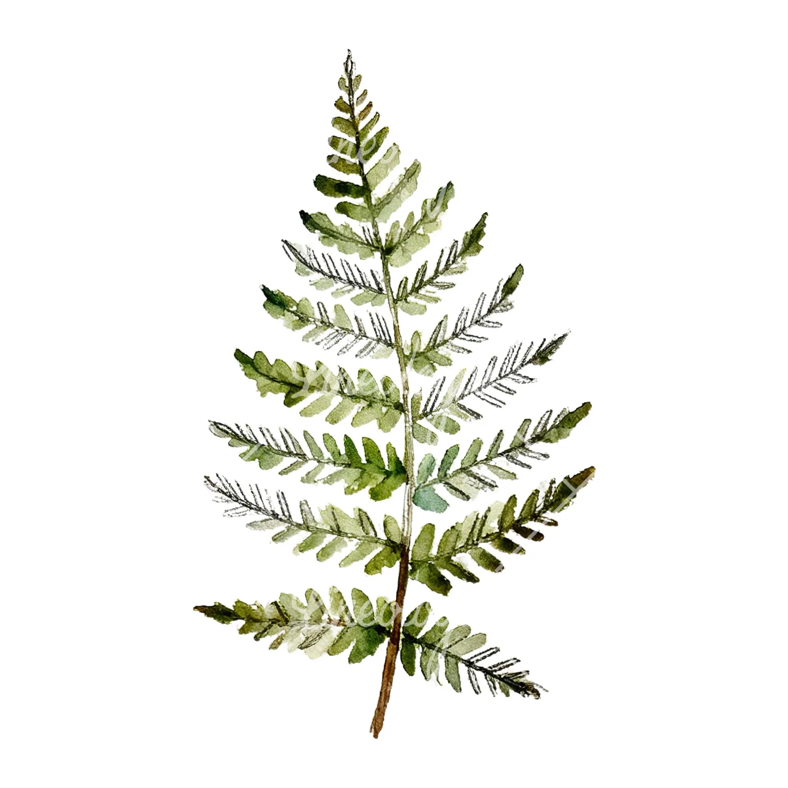 Watercolor fern with palm leaf clipart 1 of 9 on a white background (JPG)