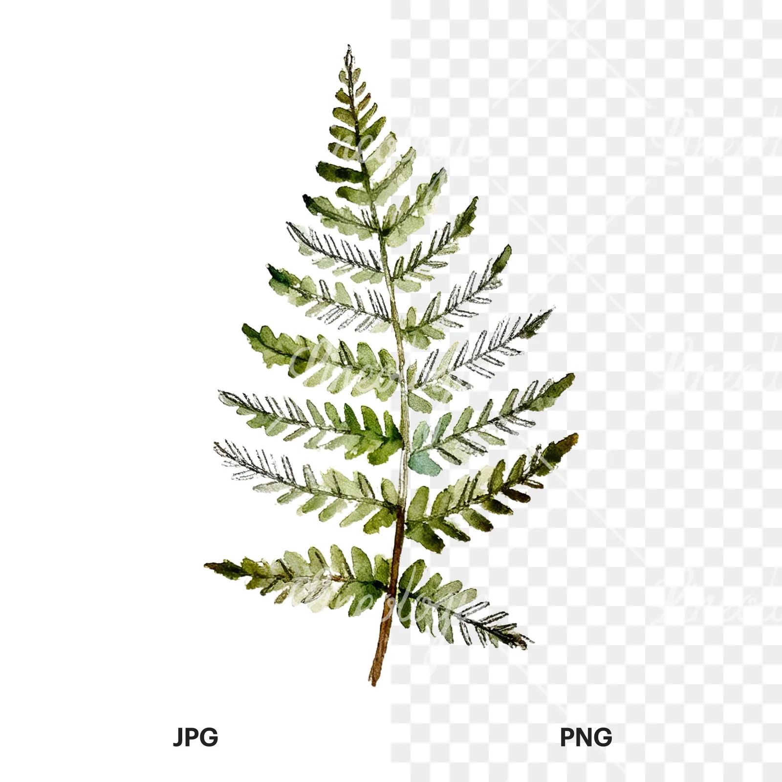 Watercolor fern with palm leaf clipart 1 of 9, as a JPG on white and a transparent PNG