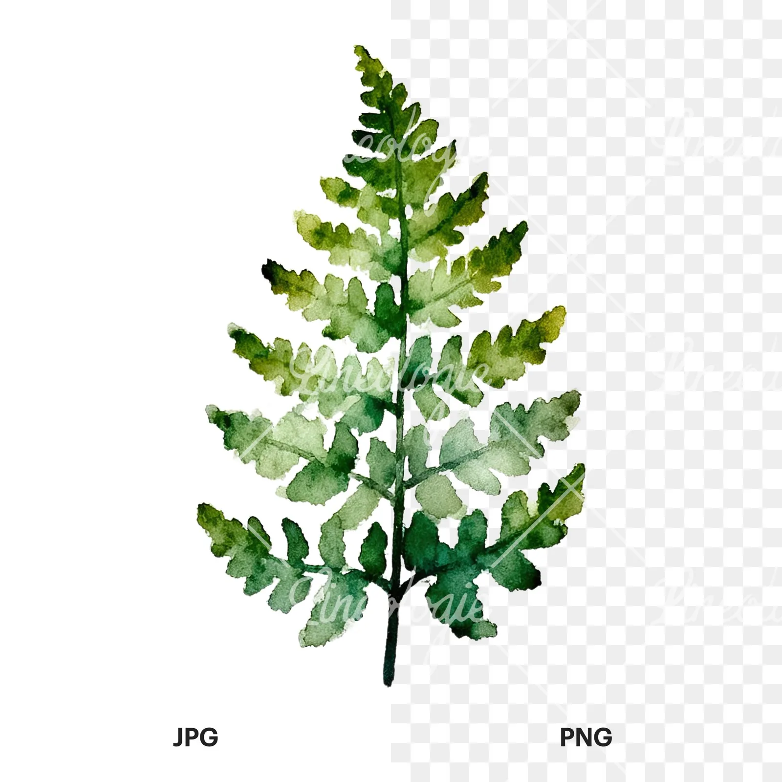 Watercolor fern with palm leaf clipart 2 of 9, as a JPG on white and a transparent PNG