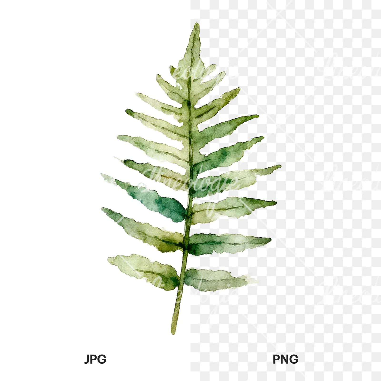 Watercolor fern with palm leaf clipart 3 of 9, as a JPG on white and a transparent PNG