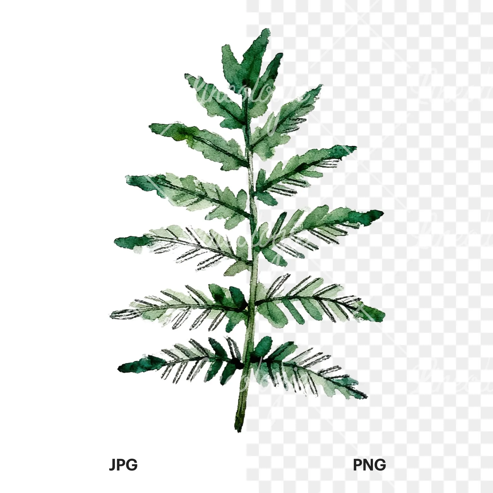 Watercolor fern with palm leaf clipart 4 of 9, as a JPG on white and a transparent PNG