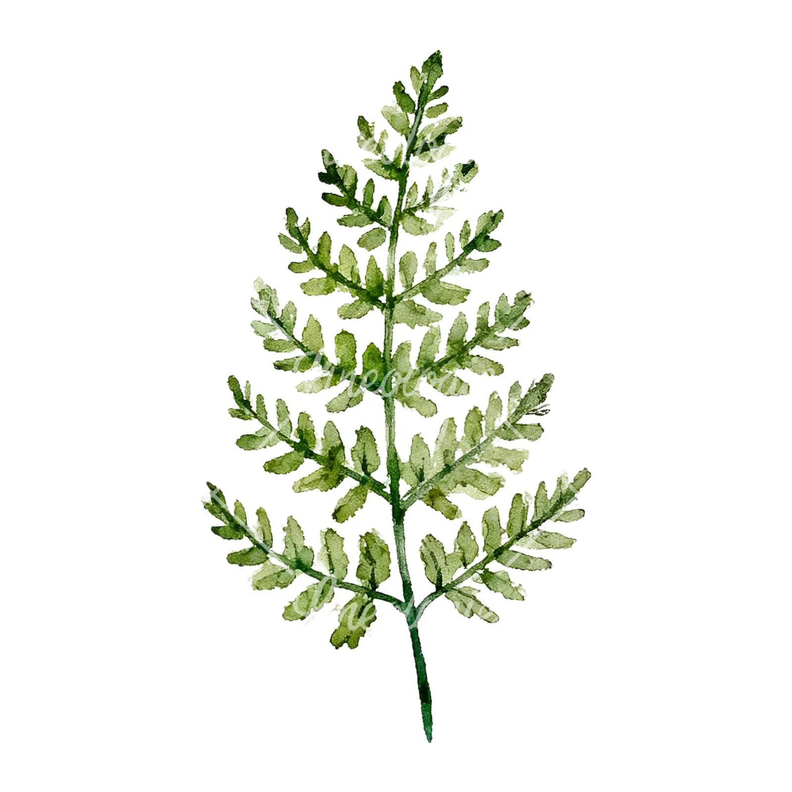 Watercolor fern with palm leaf clipart 5 of 9 on a white background (JPG)