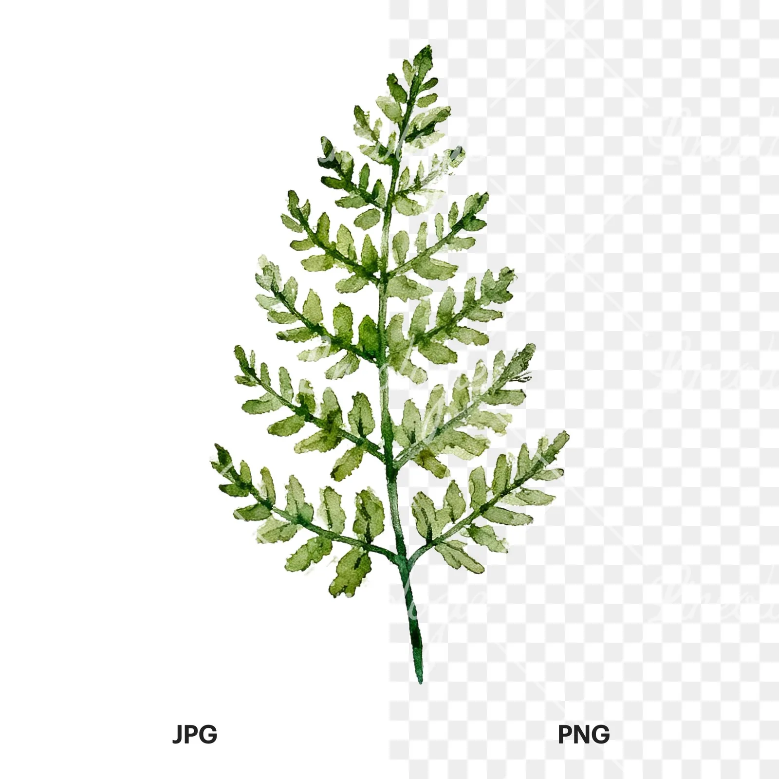 Watercolor fern with palm leaf clipart 5 of 9, as a JPG on white and a transparent PNG