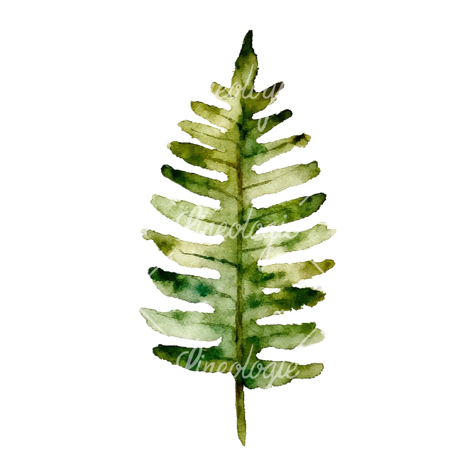 Watercolor fern with palm leaf clipart 6 of 9 on a white background (JPG)