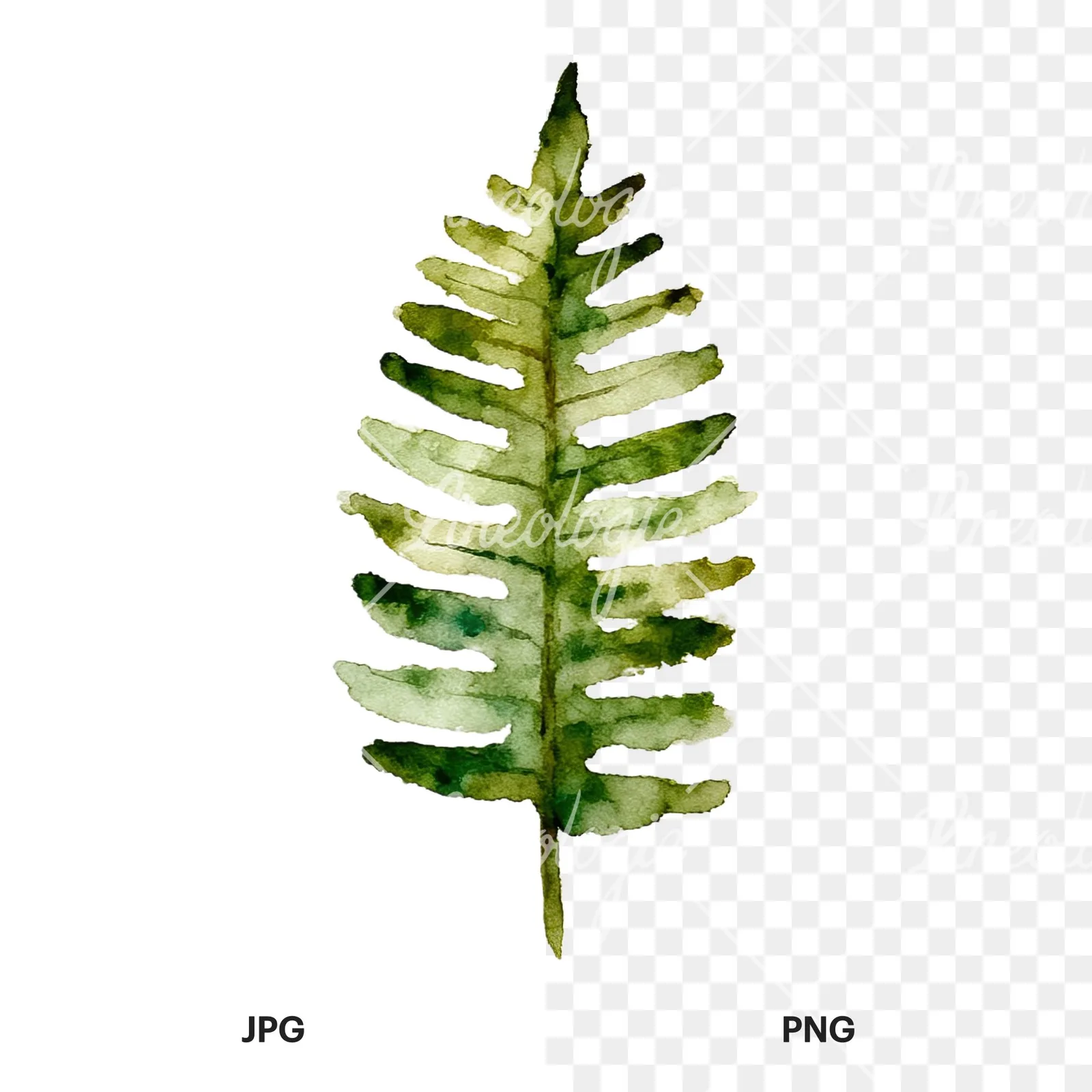 Watercolor fern with palm leaf clipart 6 of 9, as a JPG on white and a transparent PNG