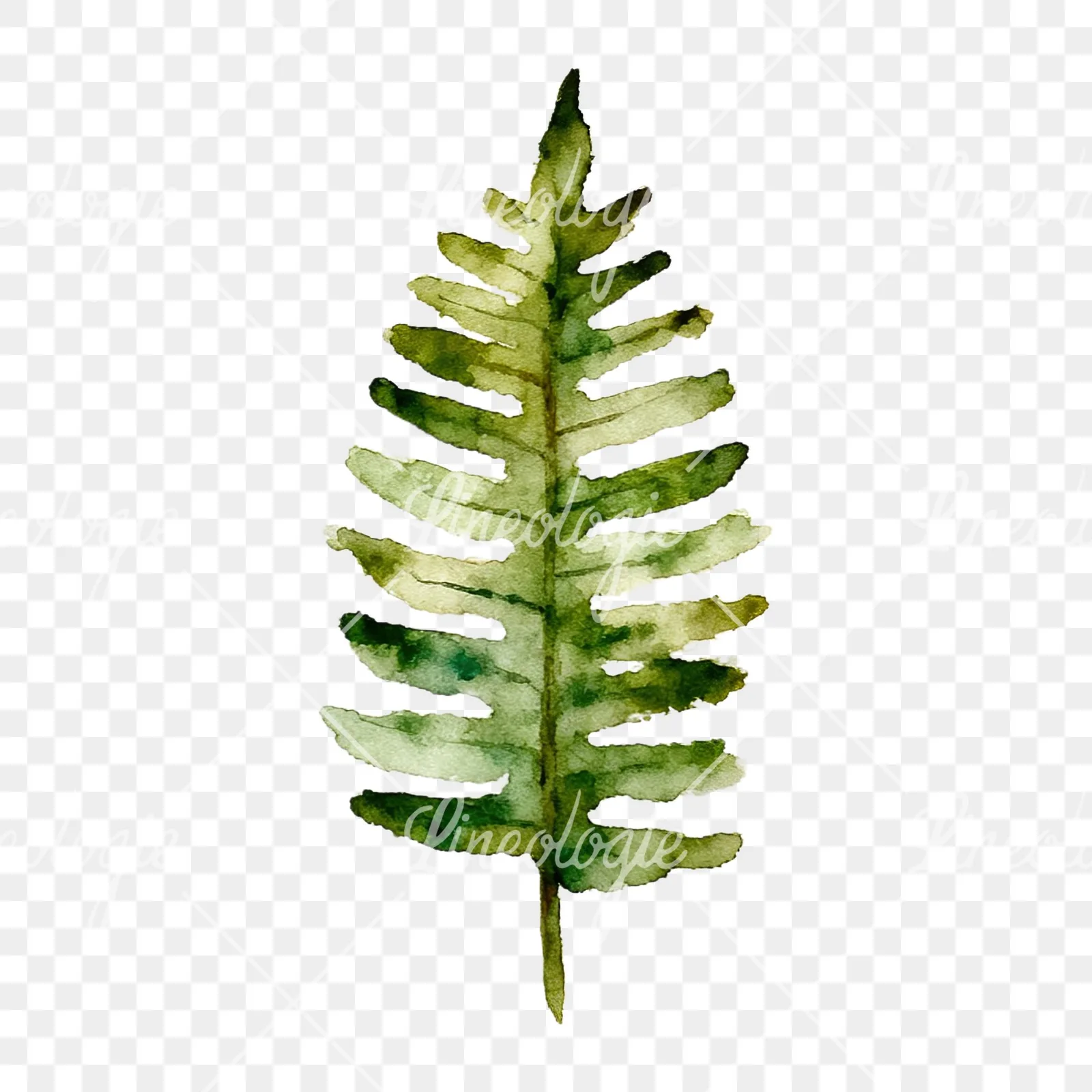 Watercolor fern with palm leaf clipart 6 of 9 on a transparent background (PNG)