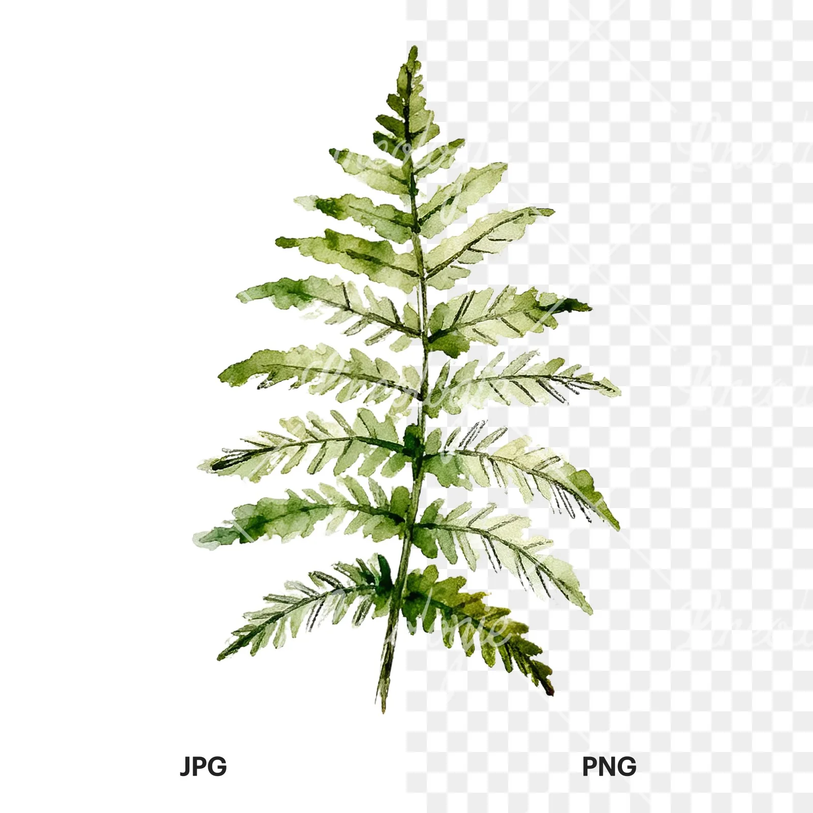 Watercolor fern with palm leaf clipart 7 of 9, as a JPG on white and a transparent PNG