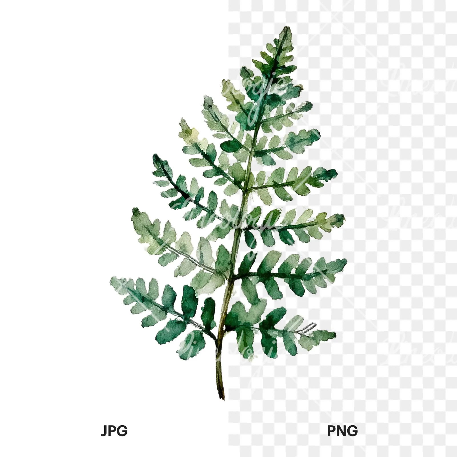 Watercolor fern with palm leaf clipart 8 of 9, as a JPG on white and a transparent PNG
