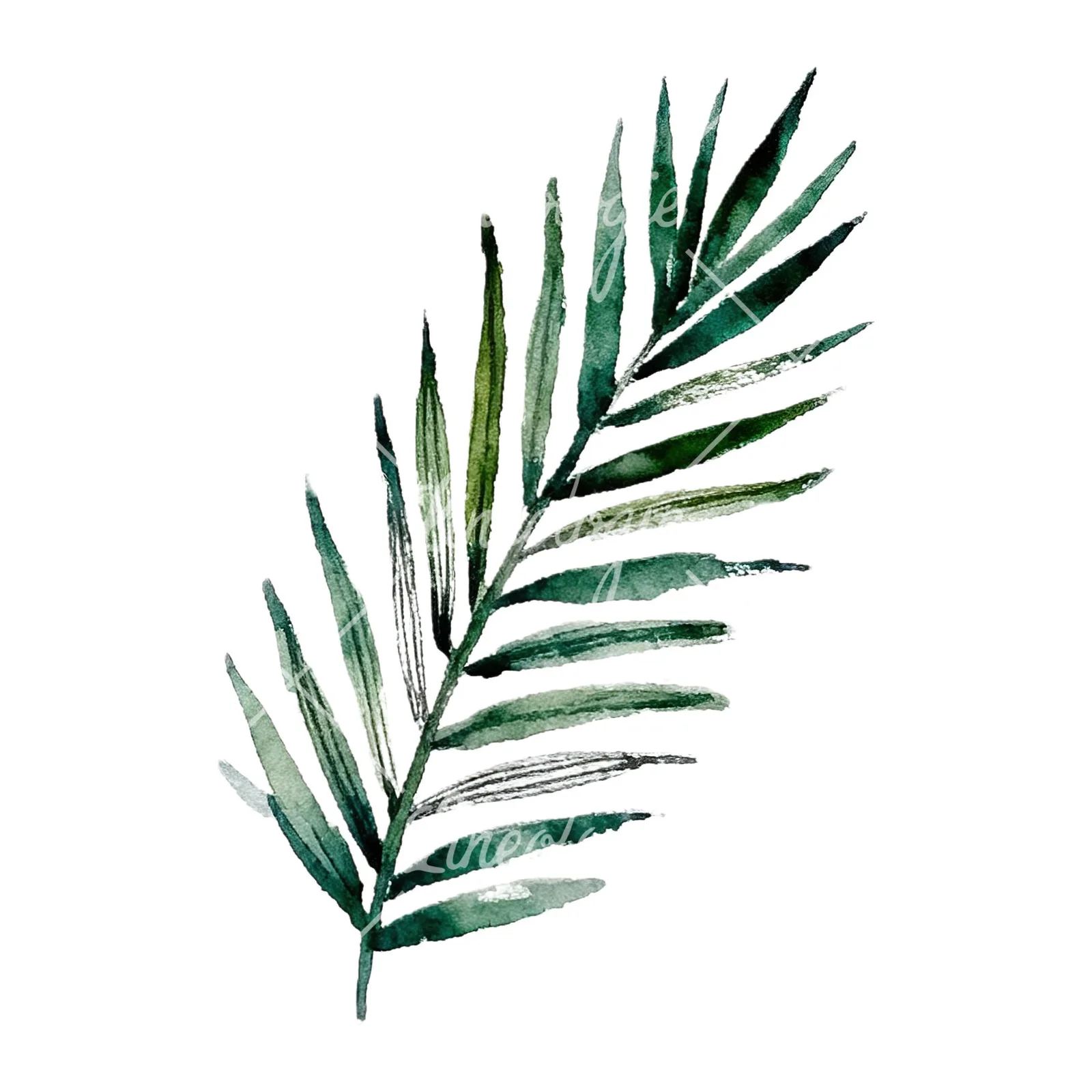 Watercolor fern with palm leaf clipart 9 of 9 on a white background (JPG)