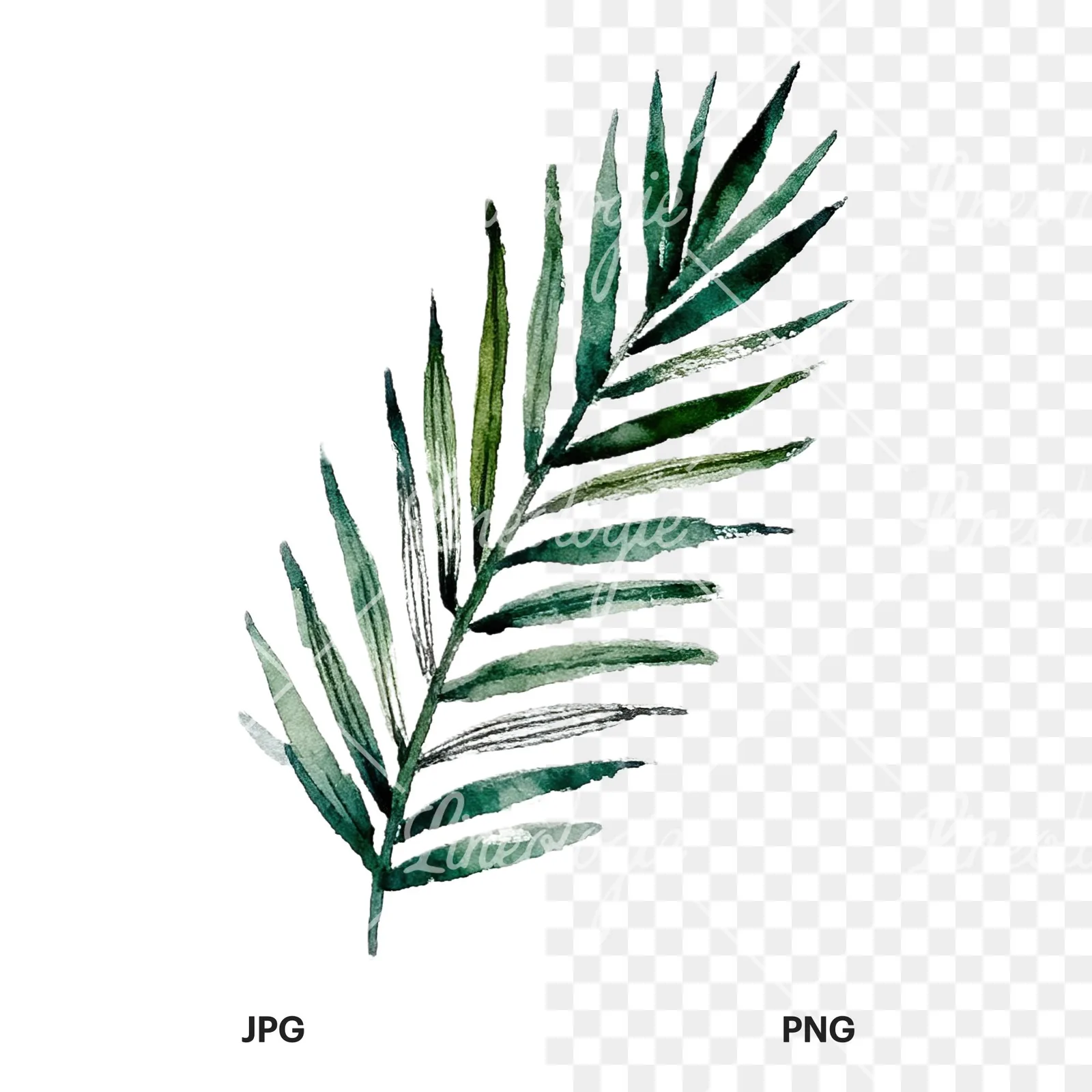 Watercolor fern with palm leaf clipart 9 of 9, as a JPG on white and a transparent PNG