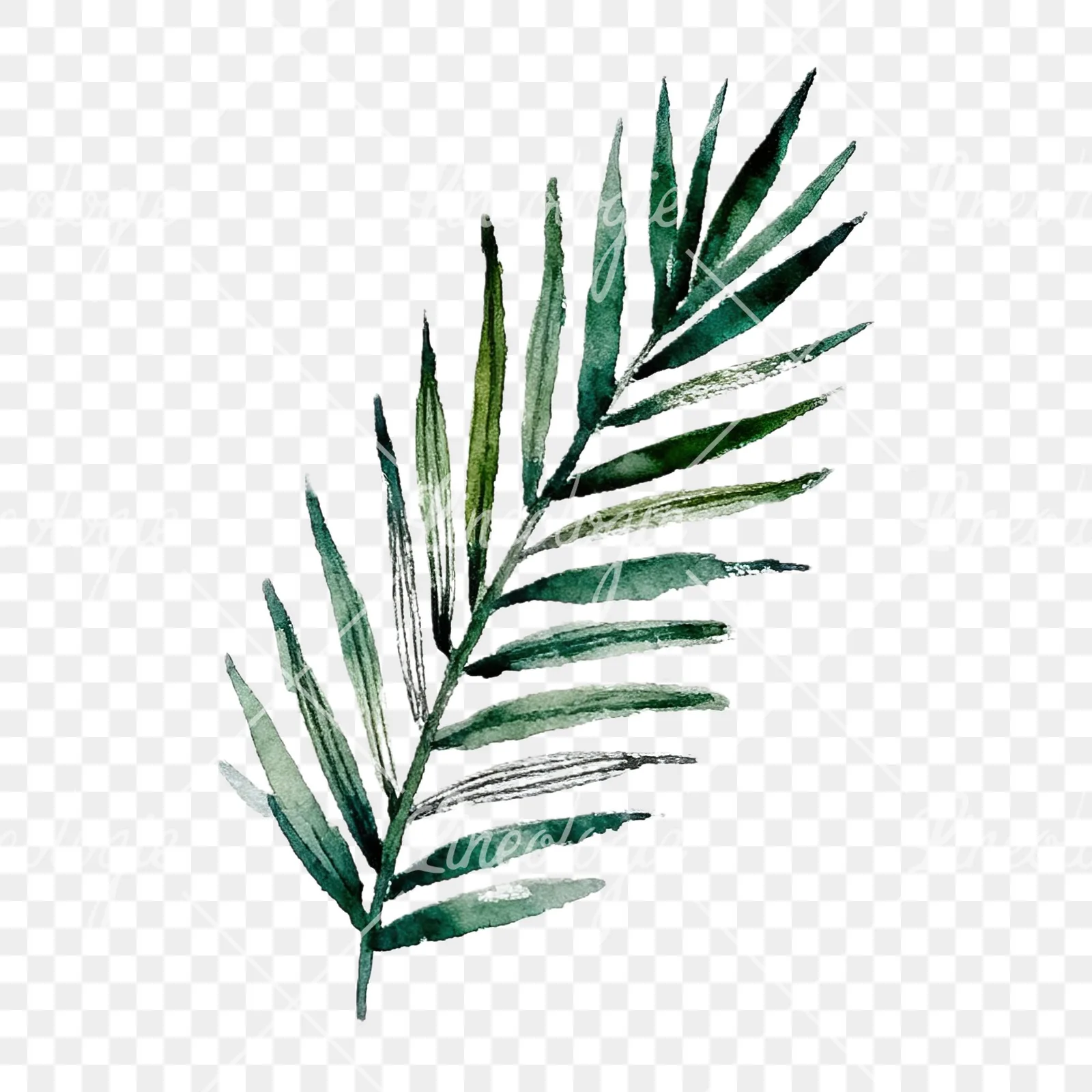 Watercolor fern with palm leaf clipart 9 of 9 on a transparent background (PNG)