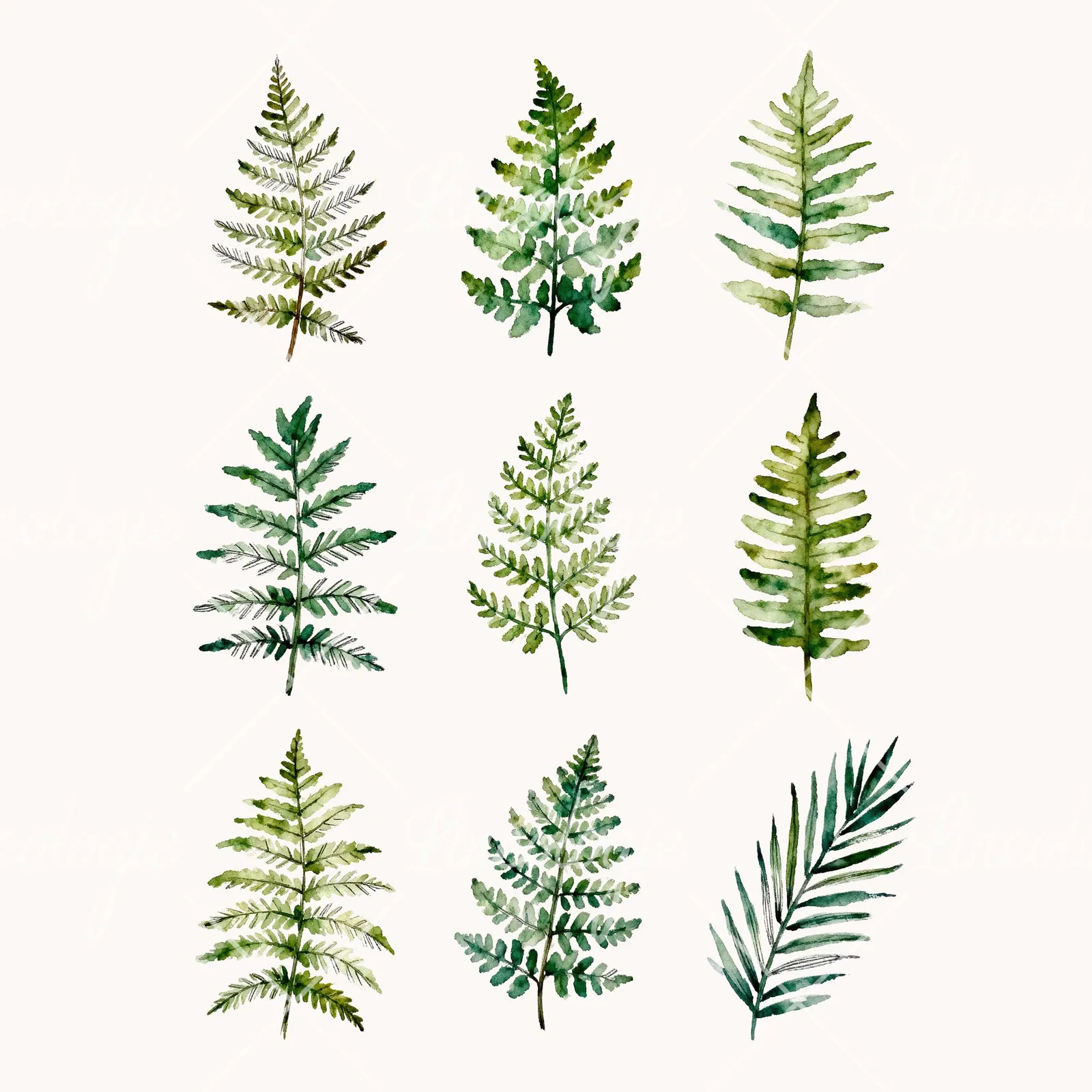 Watercolor Fern with Palm Leaf Clipart, all 9 illustrations in the pack