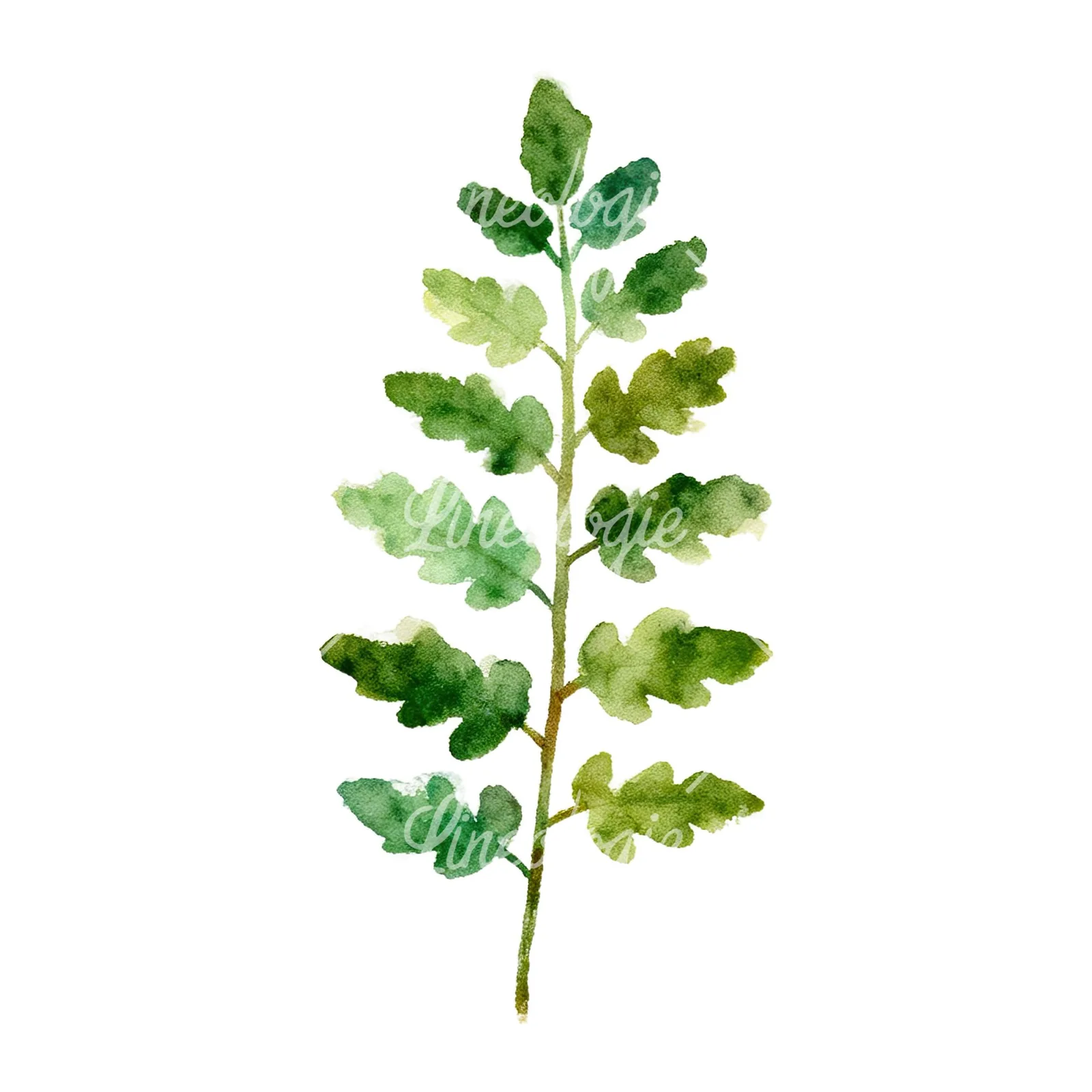 Watercolor fern with olive tones clipart 1 of 9 on a white background (JPG)