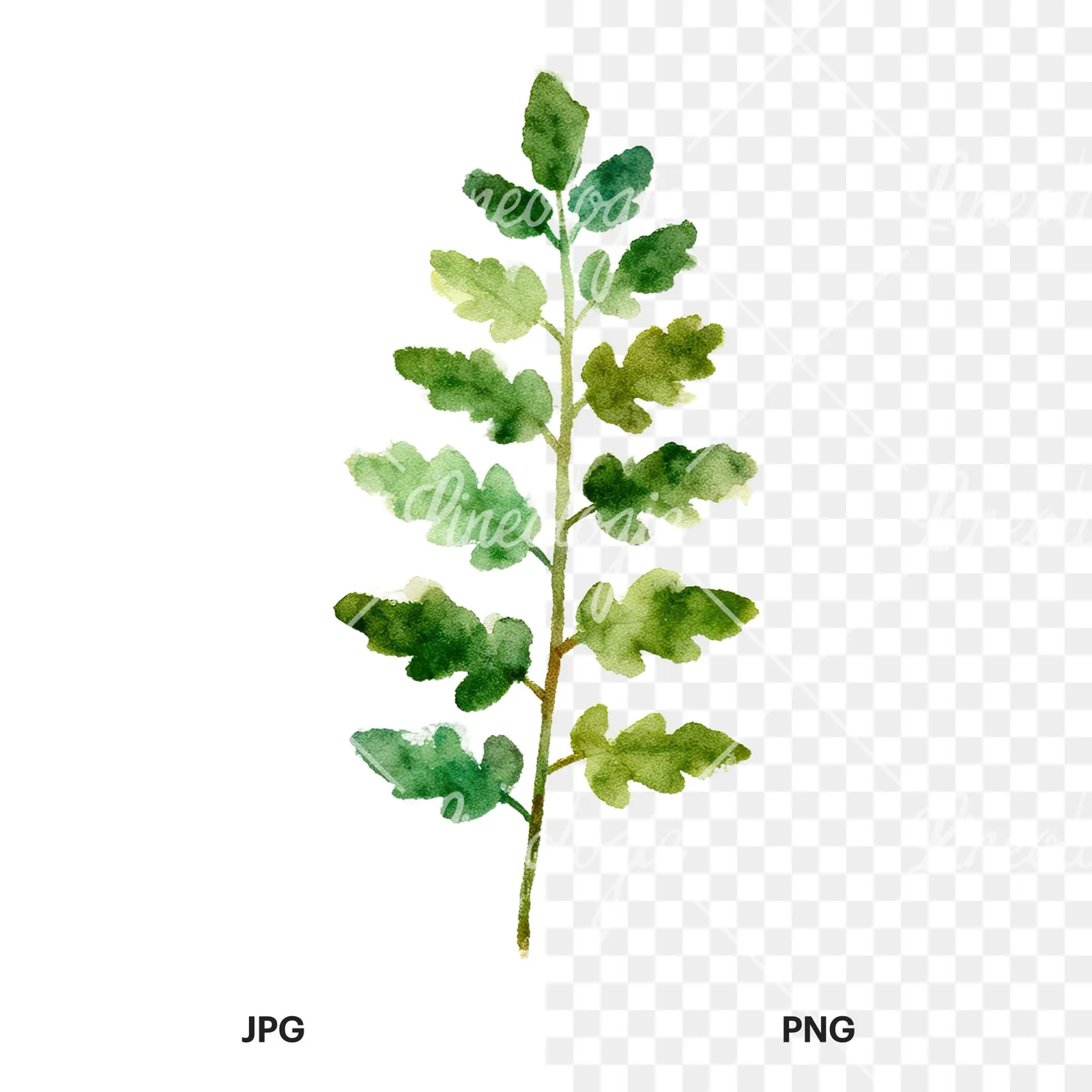 Watercolor fern with olive tones clipart 1 of 9, as a JPG on white and a transparent PNG