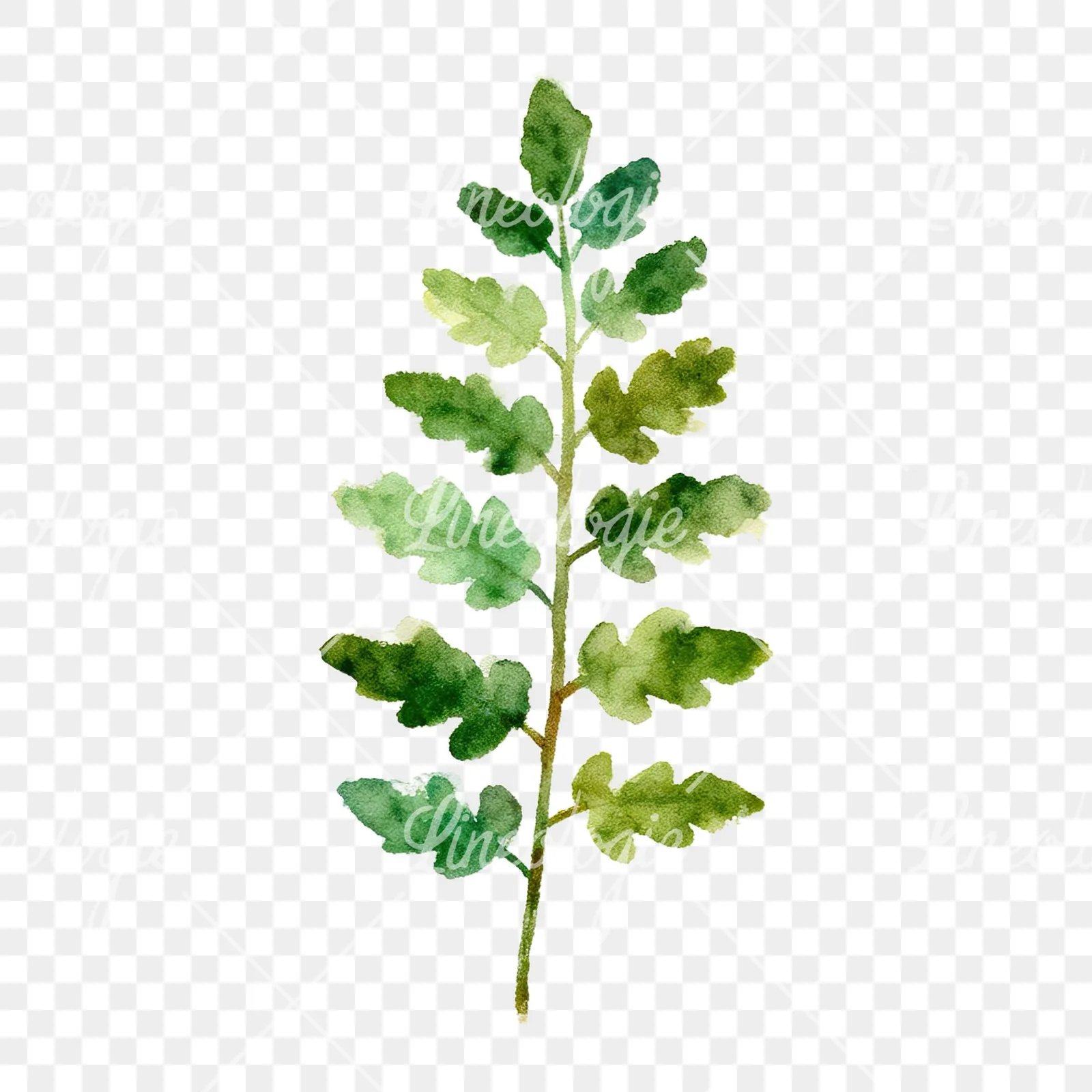 Watercolor fern with olive tones clipart 1 of 9 on a transparent background (PNG)