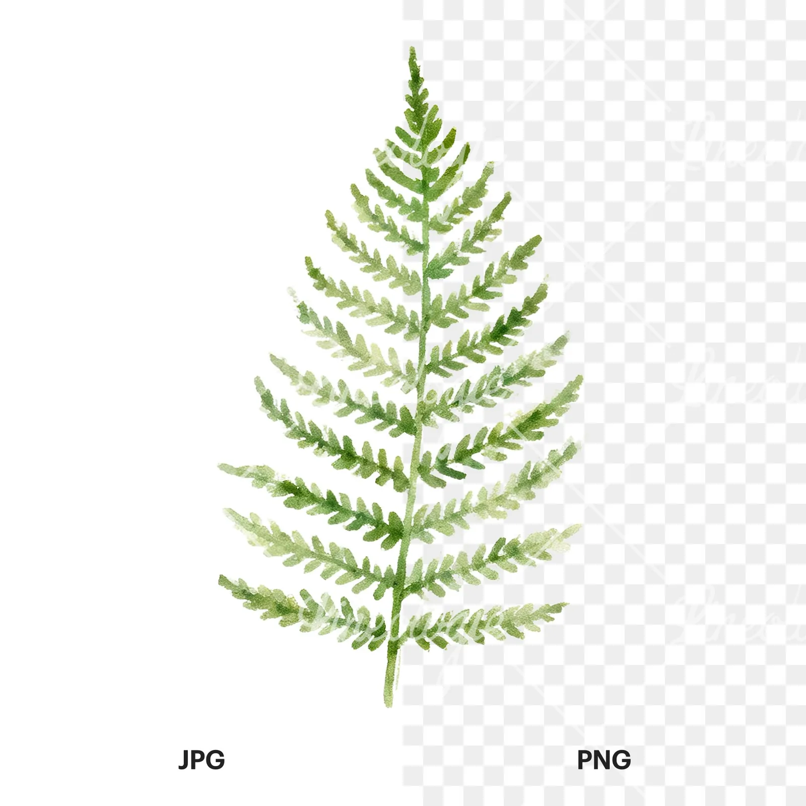 Watercolor fern with olive tones clipart 2 of 9, as a JPG on white and a transparent PNG