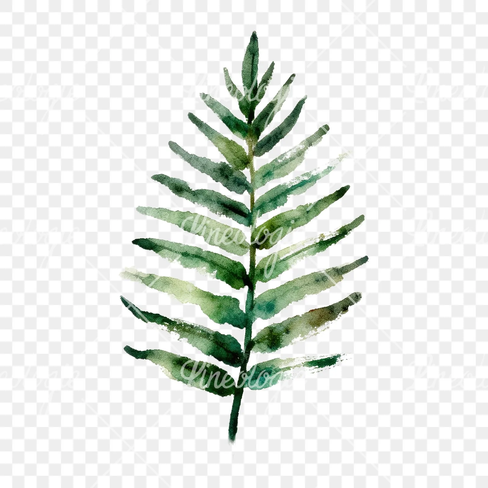 Watercolor fern with olive tones clipart 3 of 9 on a transparent background (PNG)