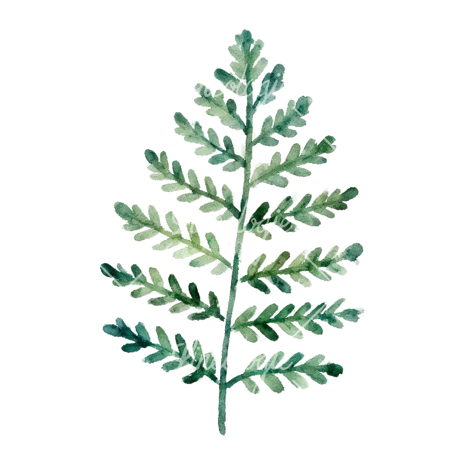 Watercolor fern with olive tones clipart 4 of 9 on a white background (JPG)