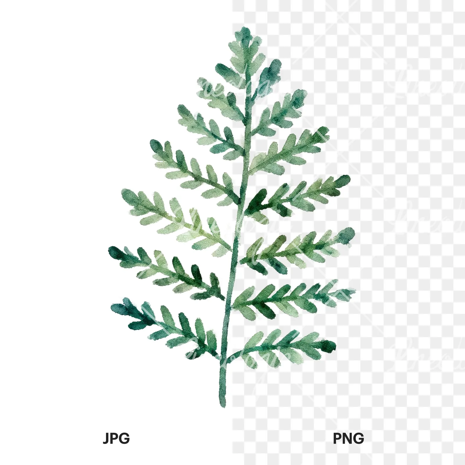 Watercolor fern with olive tones clipart 4 of 9, as a JPG on white and a transparent PNG
