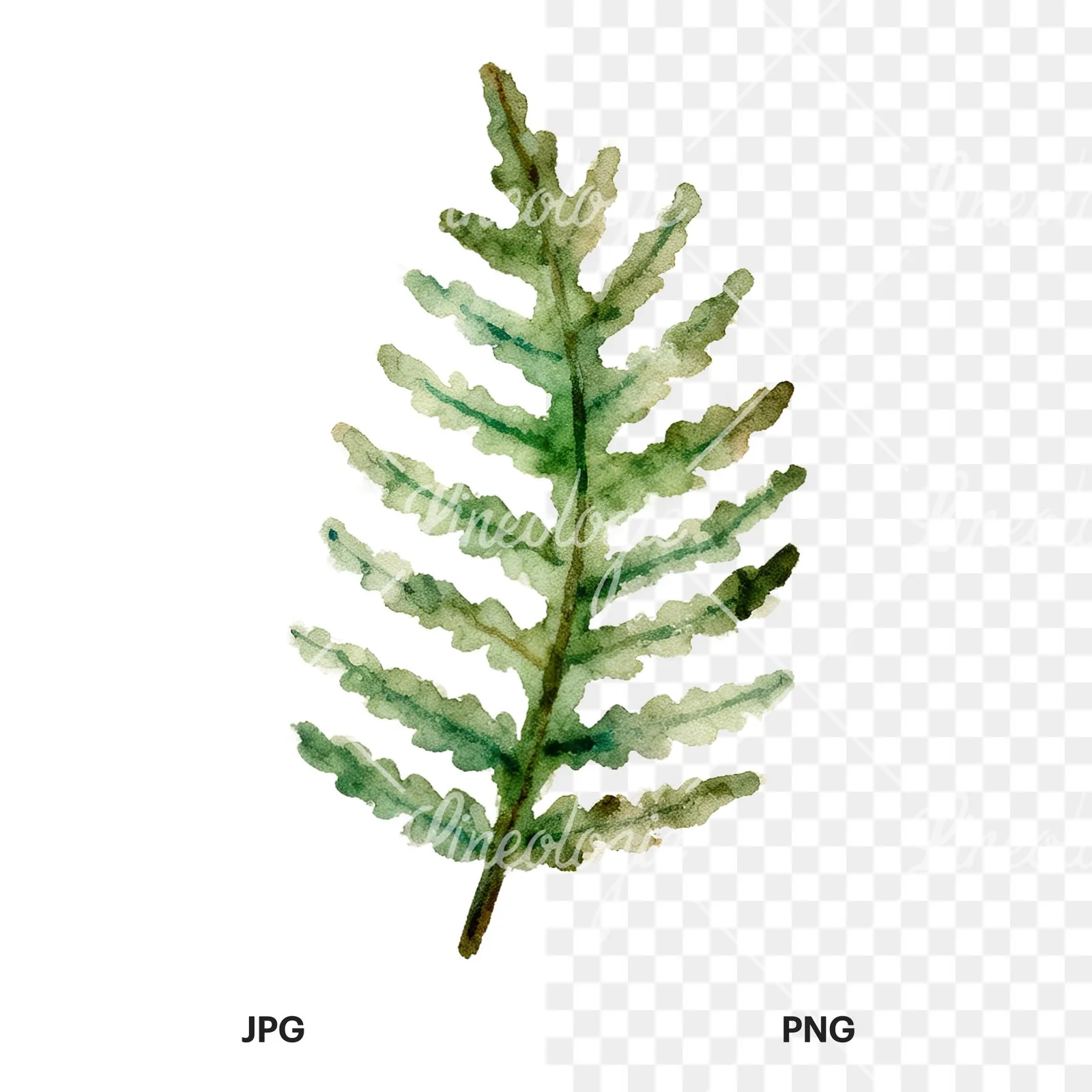 Watercolor fern with olive tones clipart 5 of 9, as a JPG on white and a transparent PNG