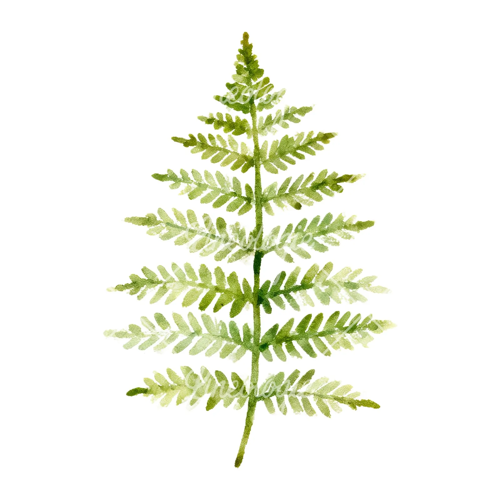 Watercolor fern with olive tones clipart 6 of 9 on a white background (JPG)