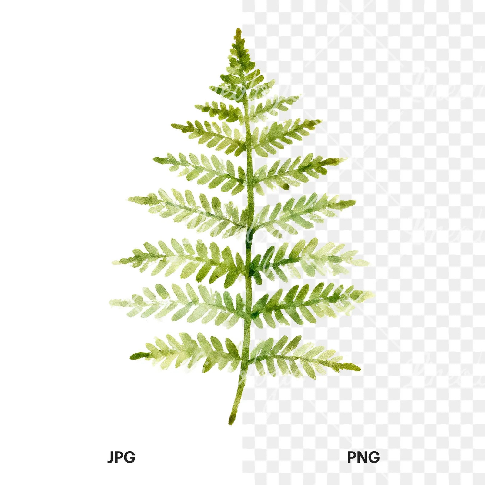 Watercolor fern with olive tones clipart 6 of 9, as a JPG on white and a transparent PNG